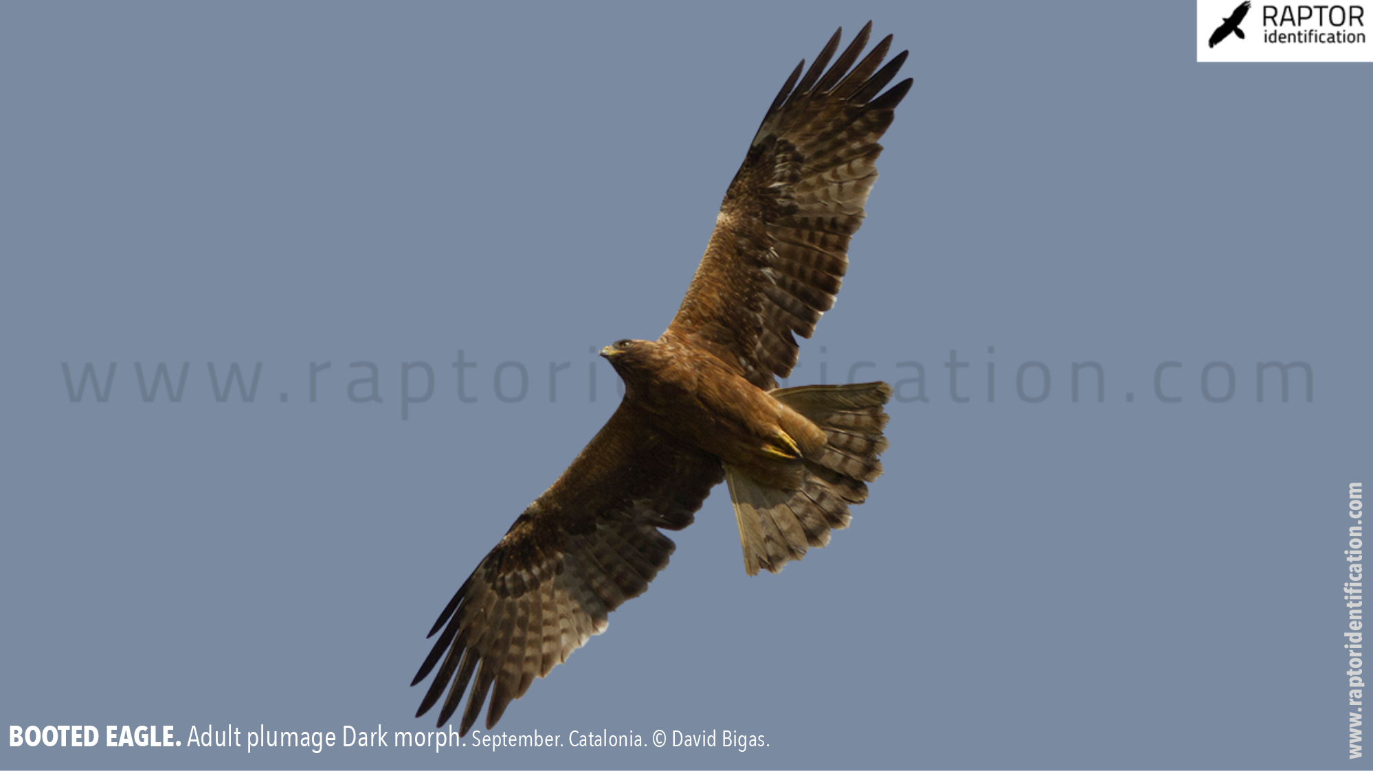 Booted-Eagle-Adult-plumage-dark-morph-identification