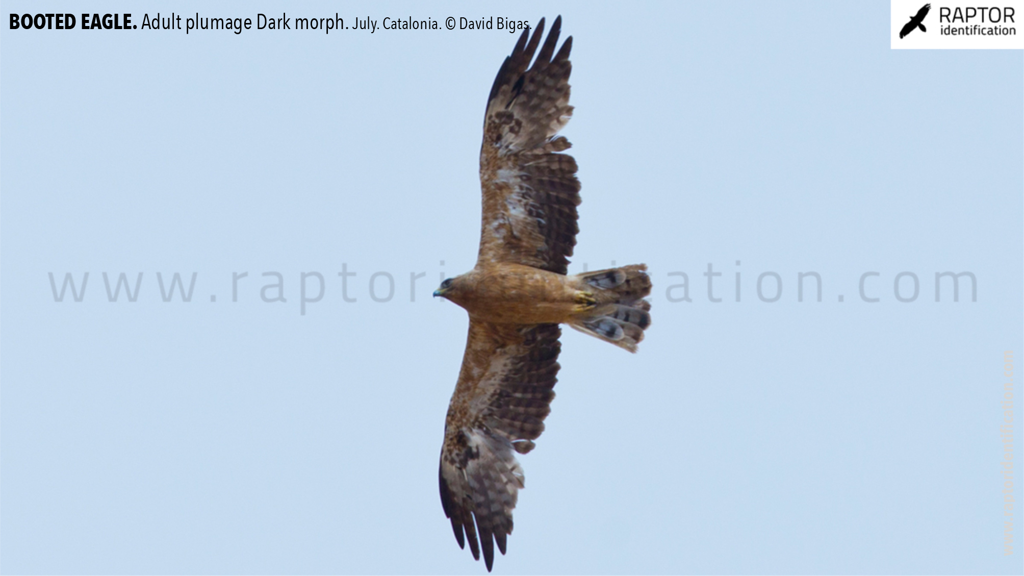 Booted-Eagle-Adult-plumage-dark-morph-identification