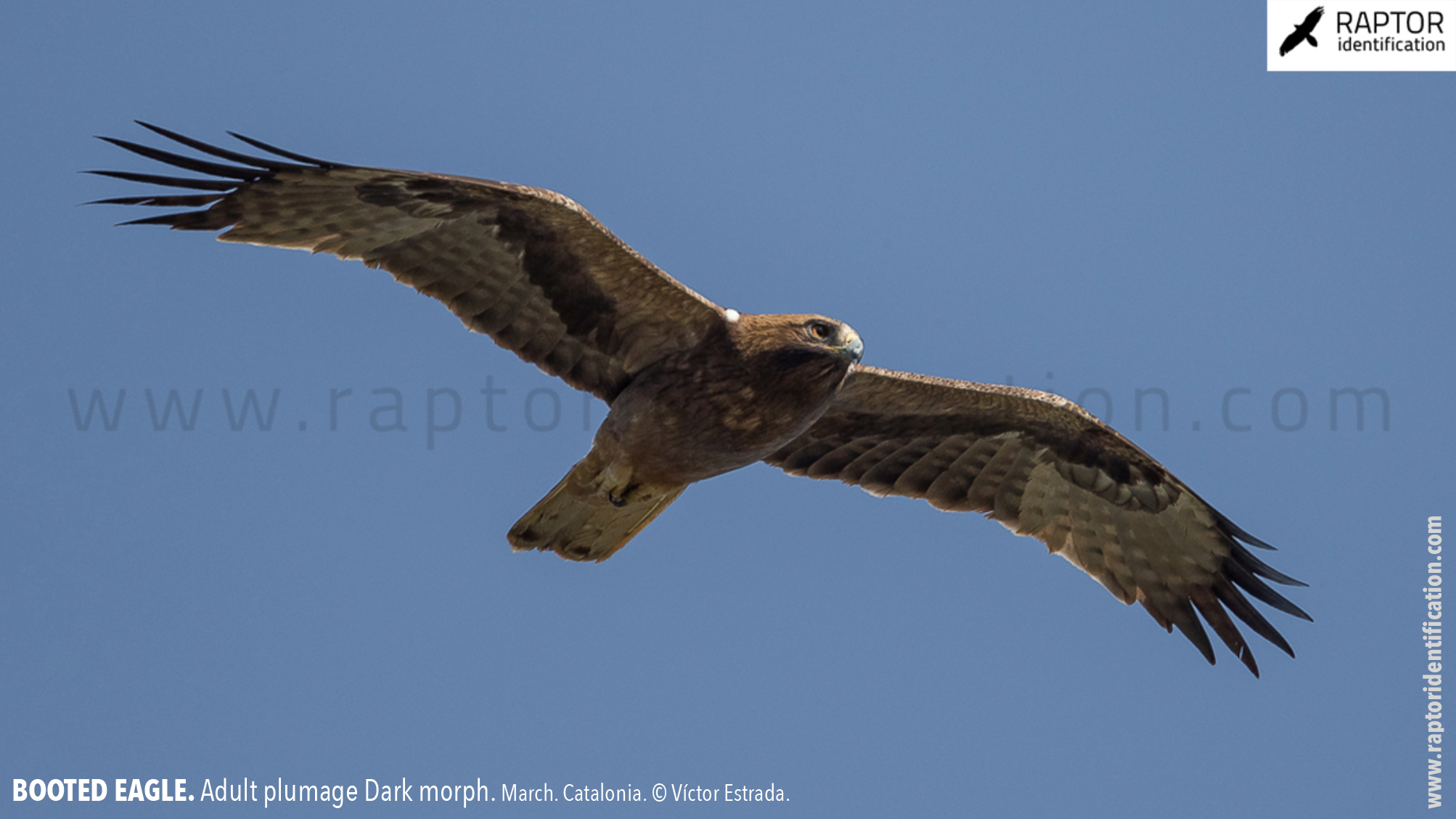 Booted-Eagle-Adult-plumage-dark-morph-identification