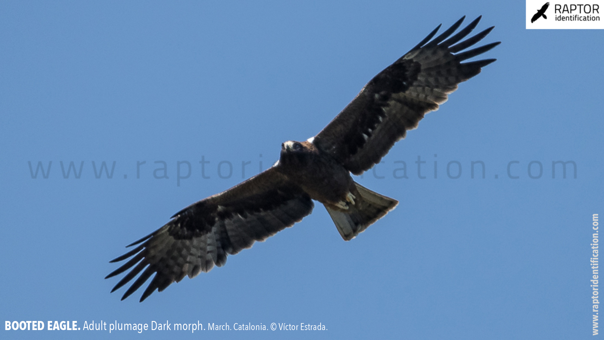 Booted-Eagle-Adult-plumage-dark-morph-identification