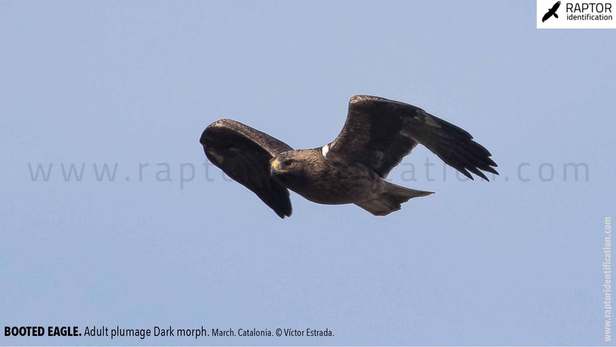 Booted-Eagle-Adult-plumage-dark-morph-identification