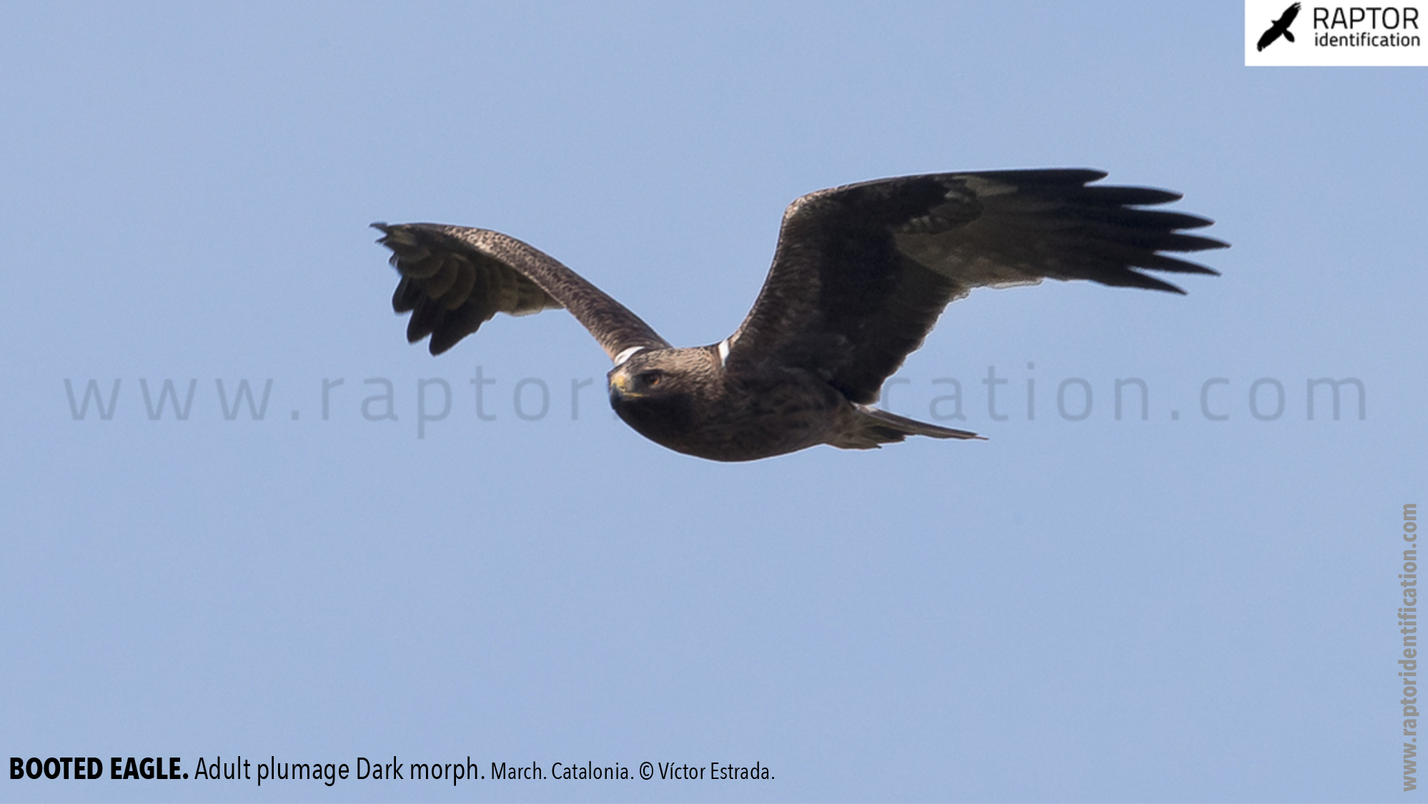 Booted-Eagle-Adult-plumage-dark-morph-identification