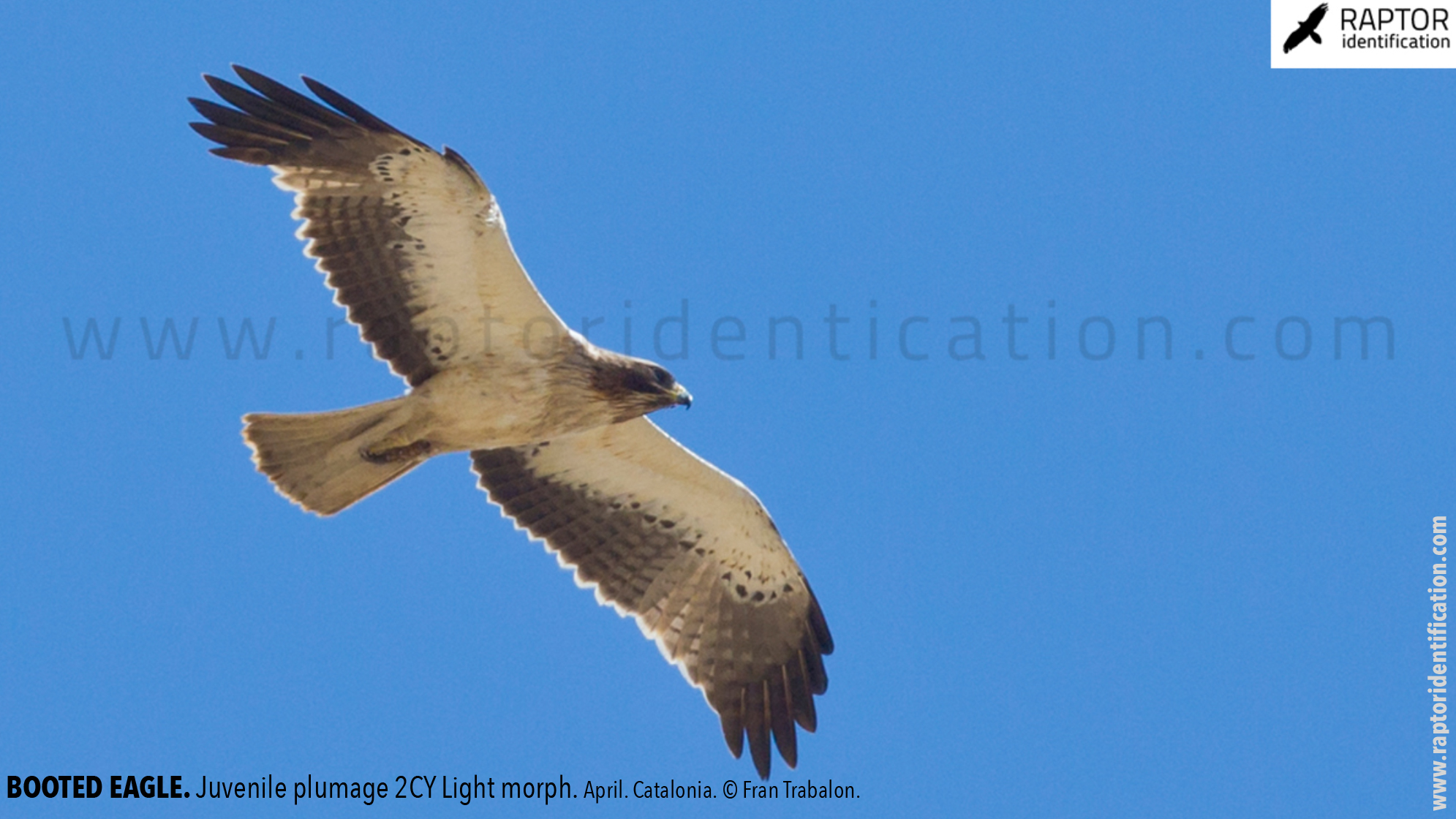 Booted-Eagle-Juvenile-plumage-identification