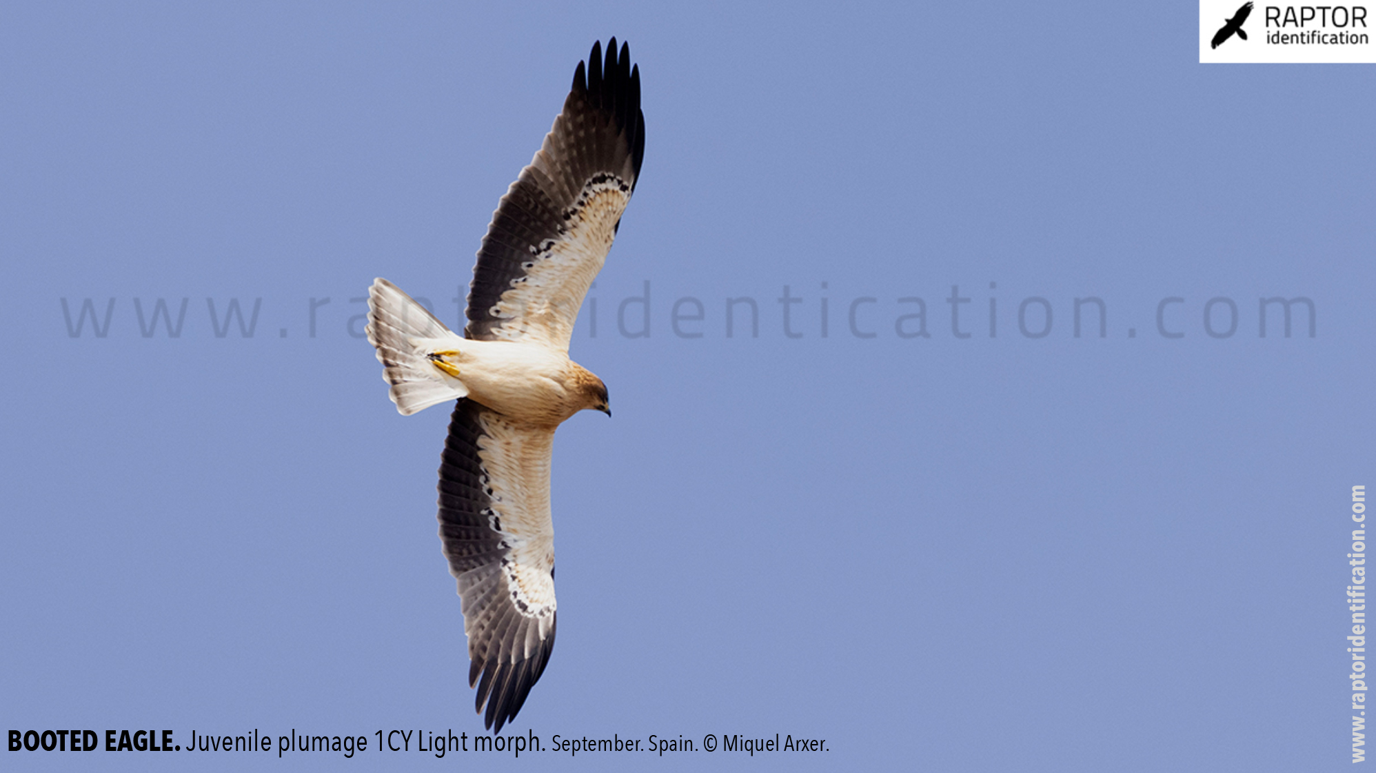 Booted-Eagle-Juvenile-plumage-identification