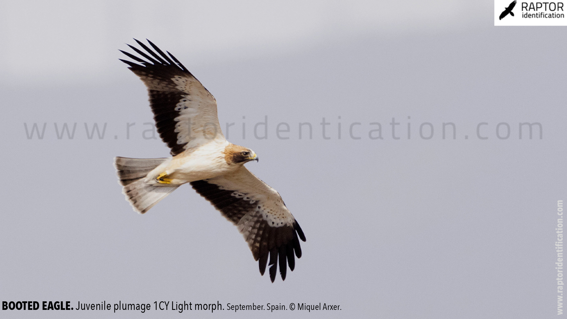 Booted-Eagle-Juvenile-plumage-identification