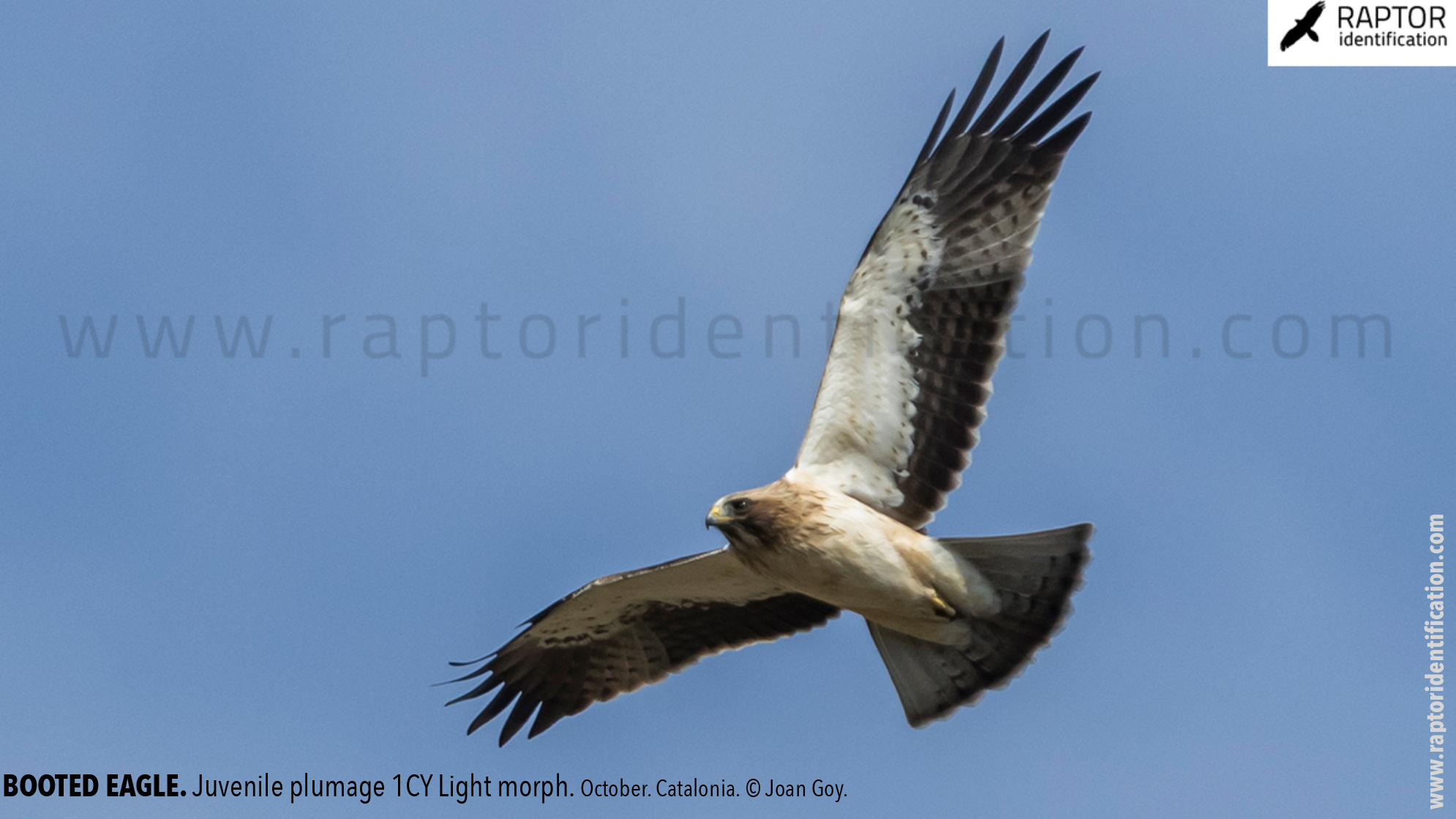 Booted-Eagle-Juvenile-plumage-identification