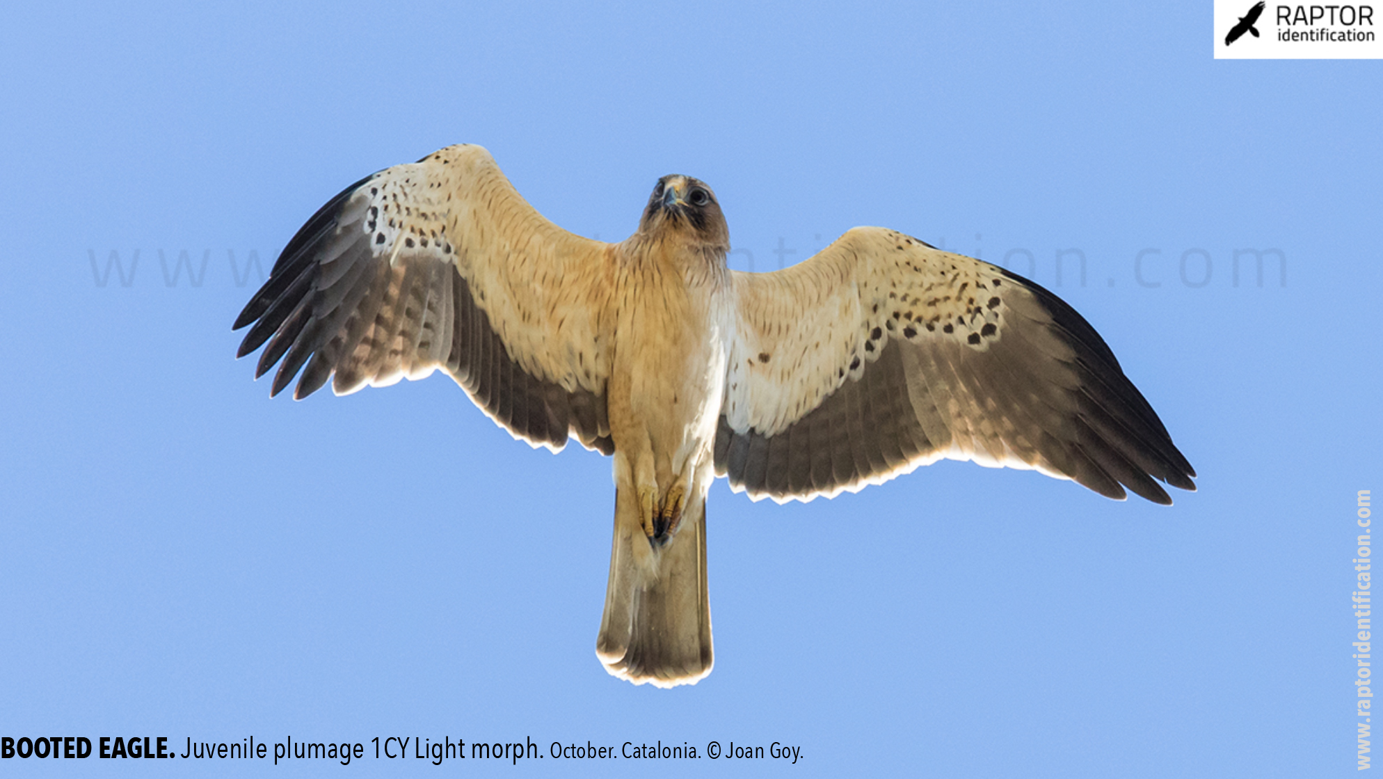 Booted-Eagle-Juvenile-plumage-identification