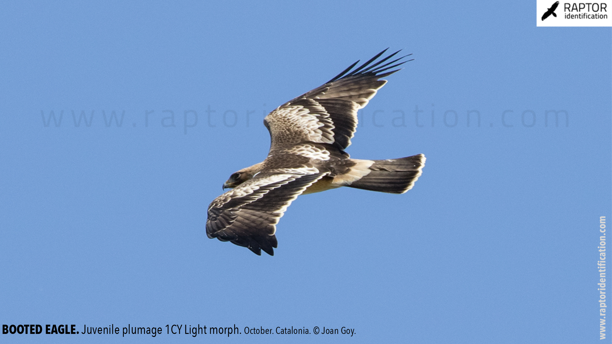 Booted-Eagle-Juvenile-plumage-identification