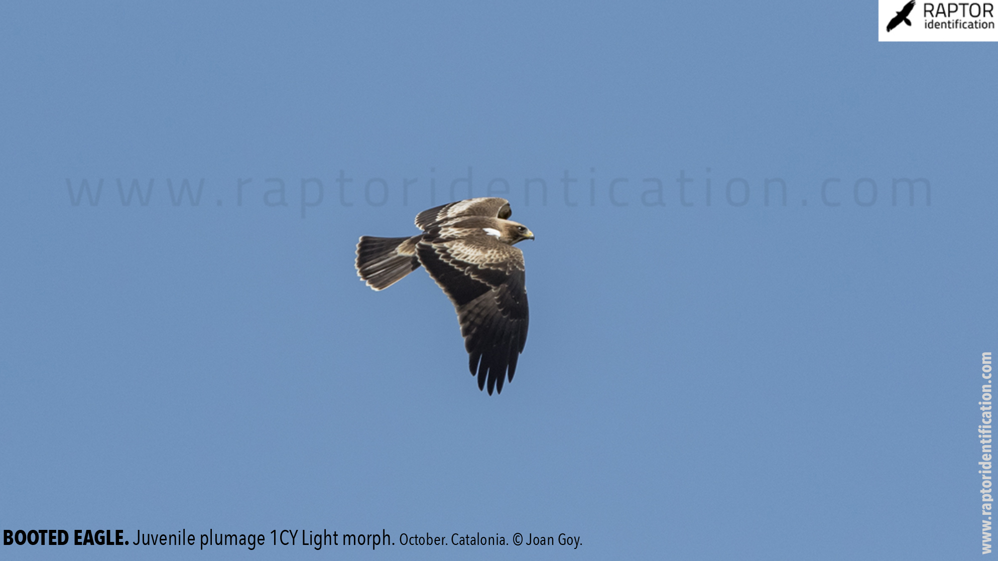 Booted-Eagle-Juvenile-plumage-identification