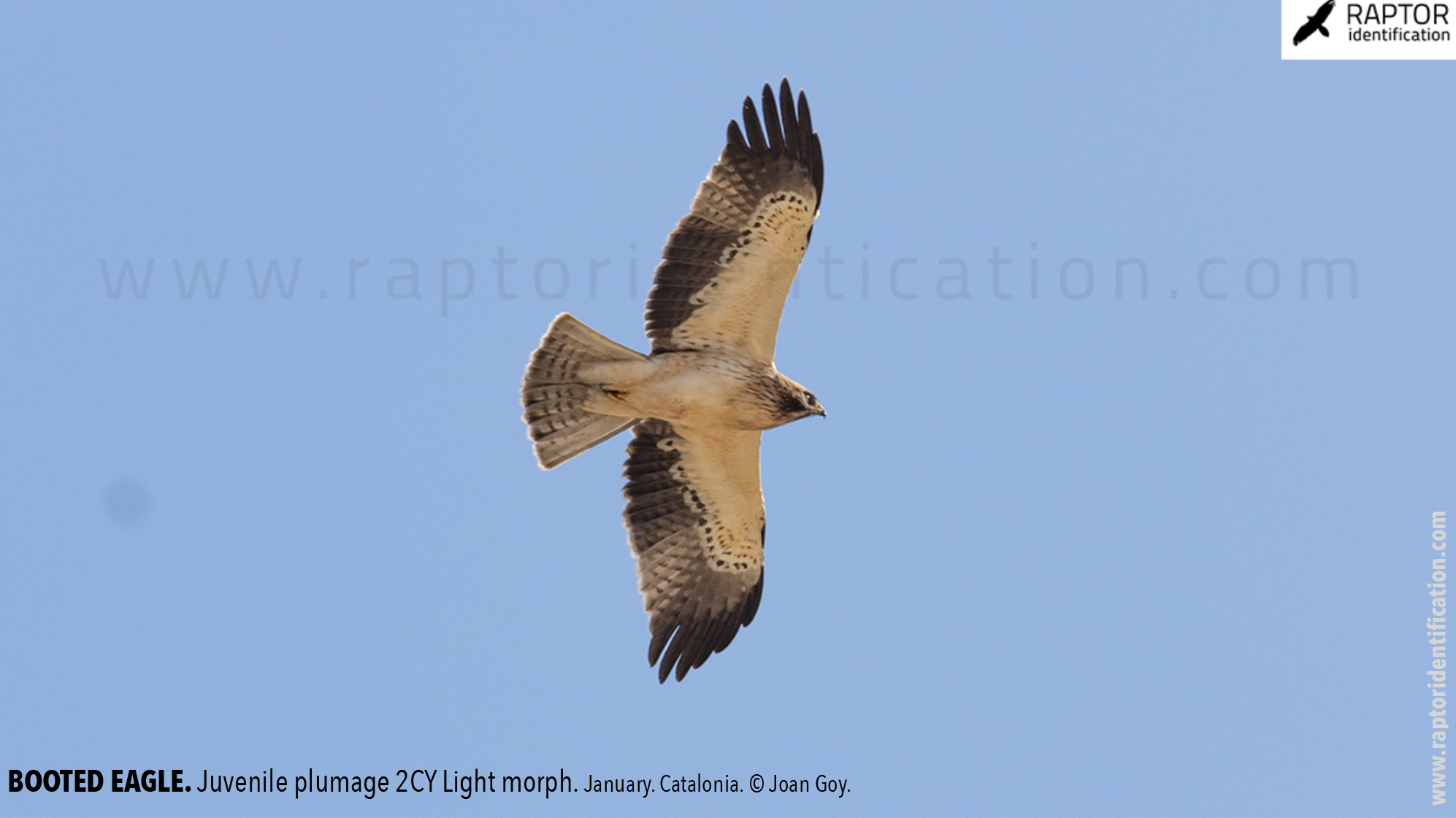 Booted-Eagle-Juvenile-plumage-identification