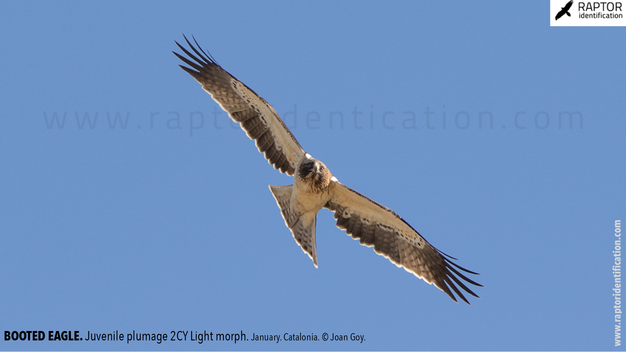 Booted-Eagle-Juvenile-plumage-identification