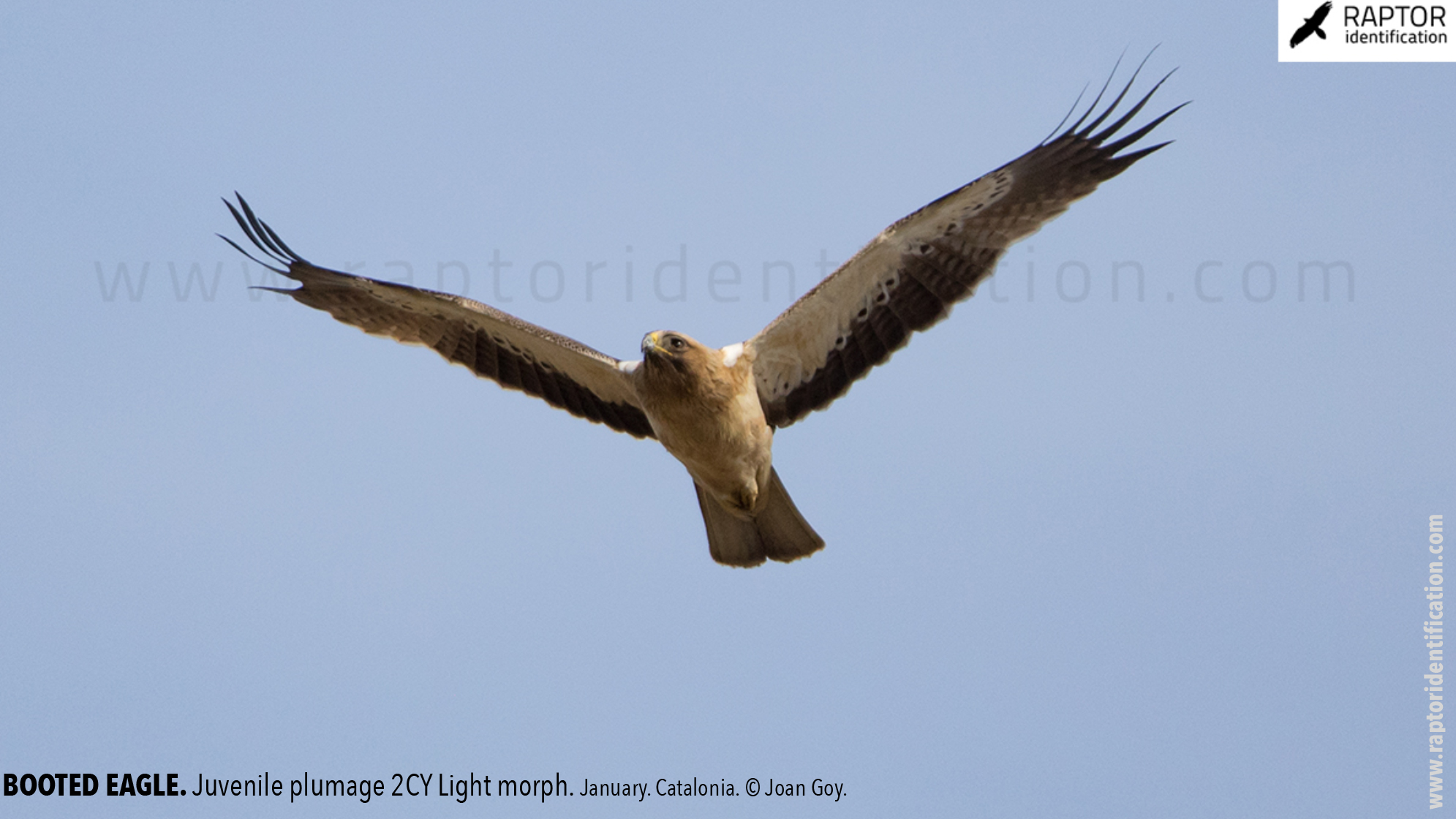 Booted-Eagle-Juvenile-plumage-identification