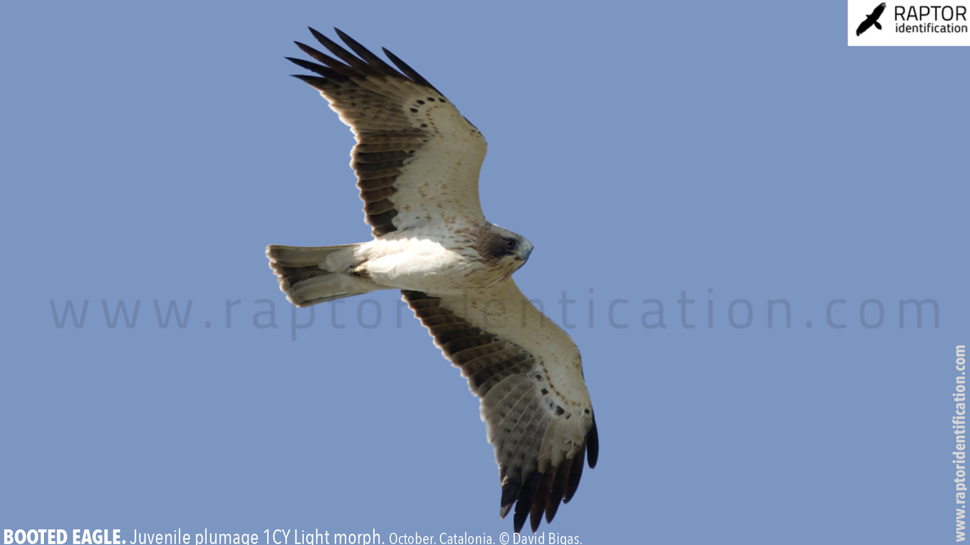 Booted-Eagle-Juvenile-plumage-identification