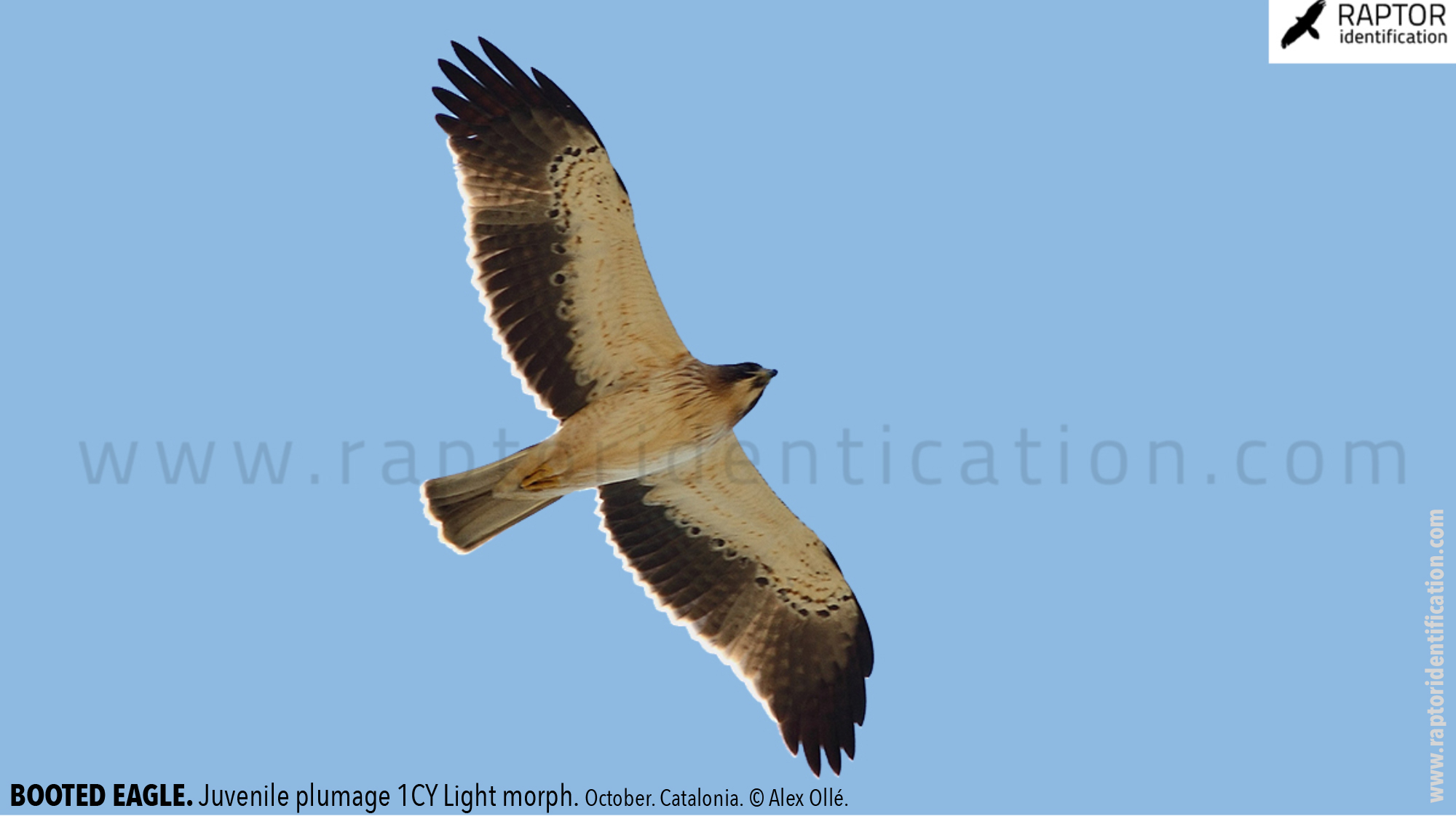 Booted-Eagle-Juvenile-plumage-identification