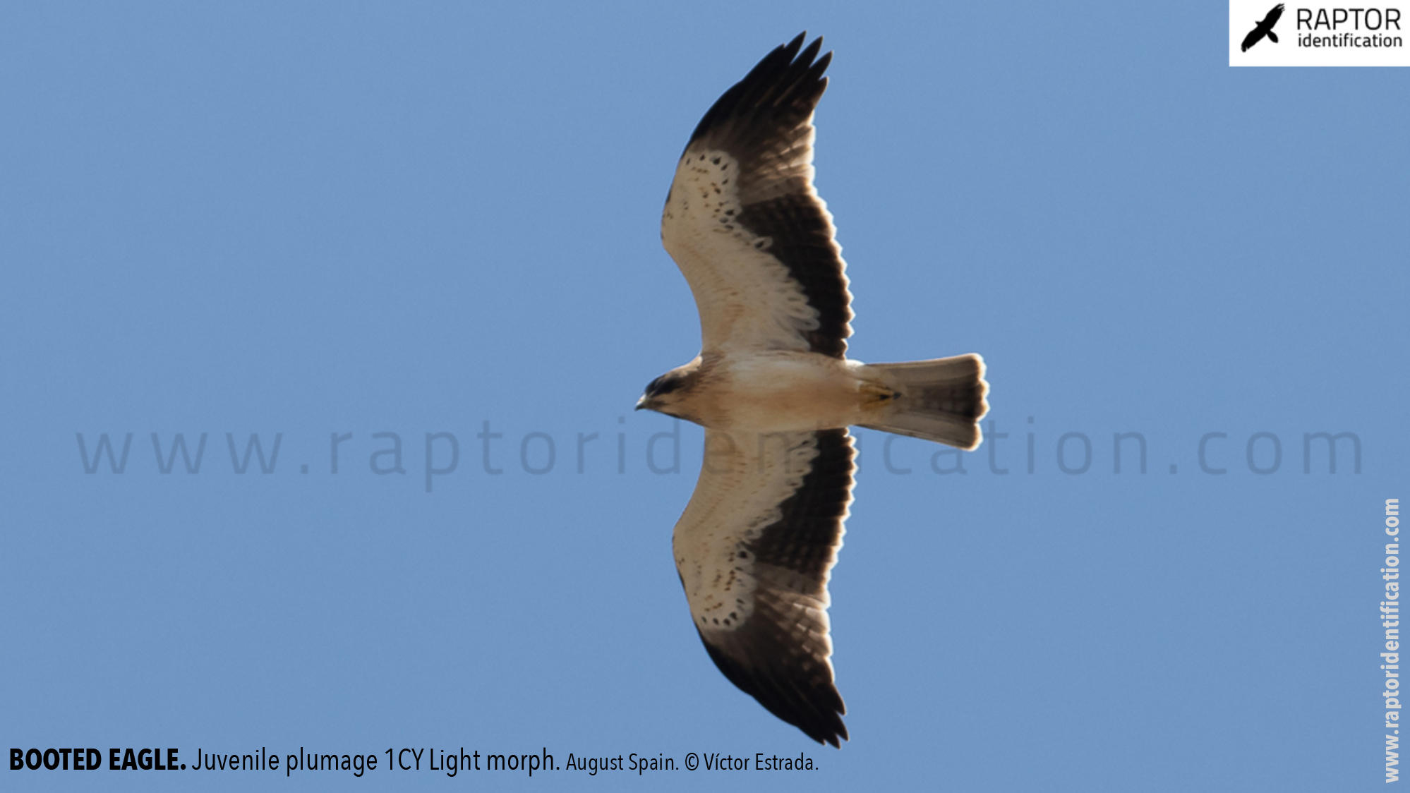Booted-Eagle-Juvenile-plumage-identification