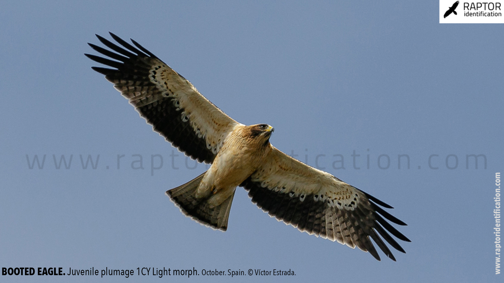 Booted-Eagle-Juvenile-plumage-identification