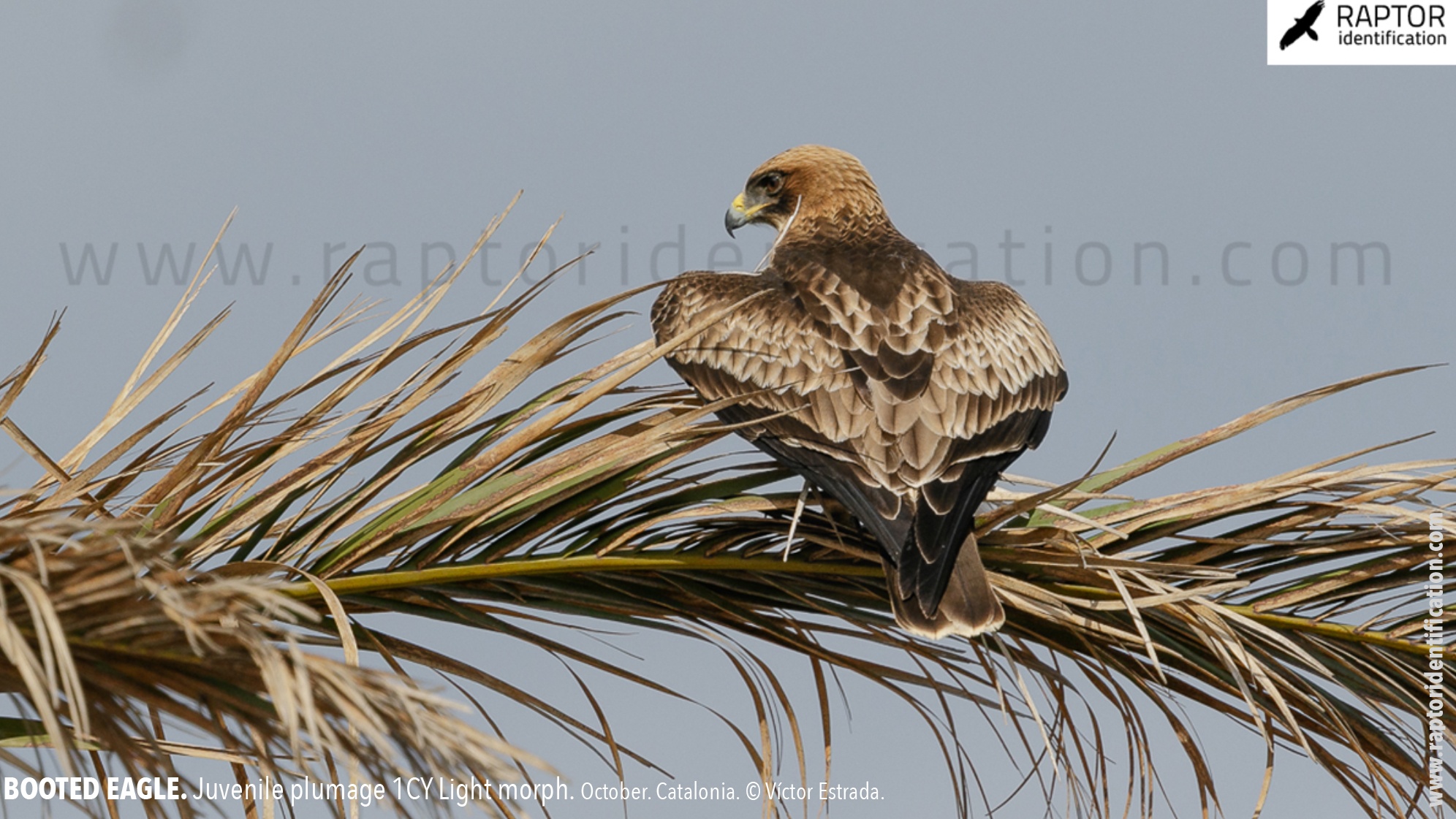 Booted-Eagle-Juvenile-plumage-identification