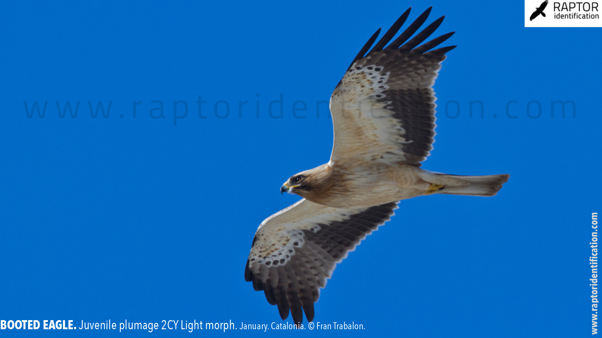 Booted-Eagle-Juvenile-plumage-identification