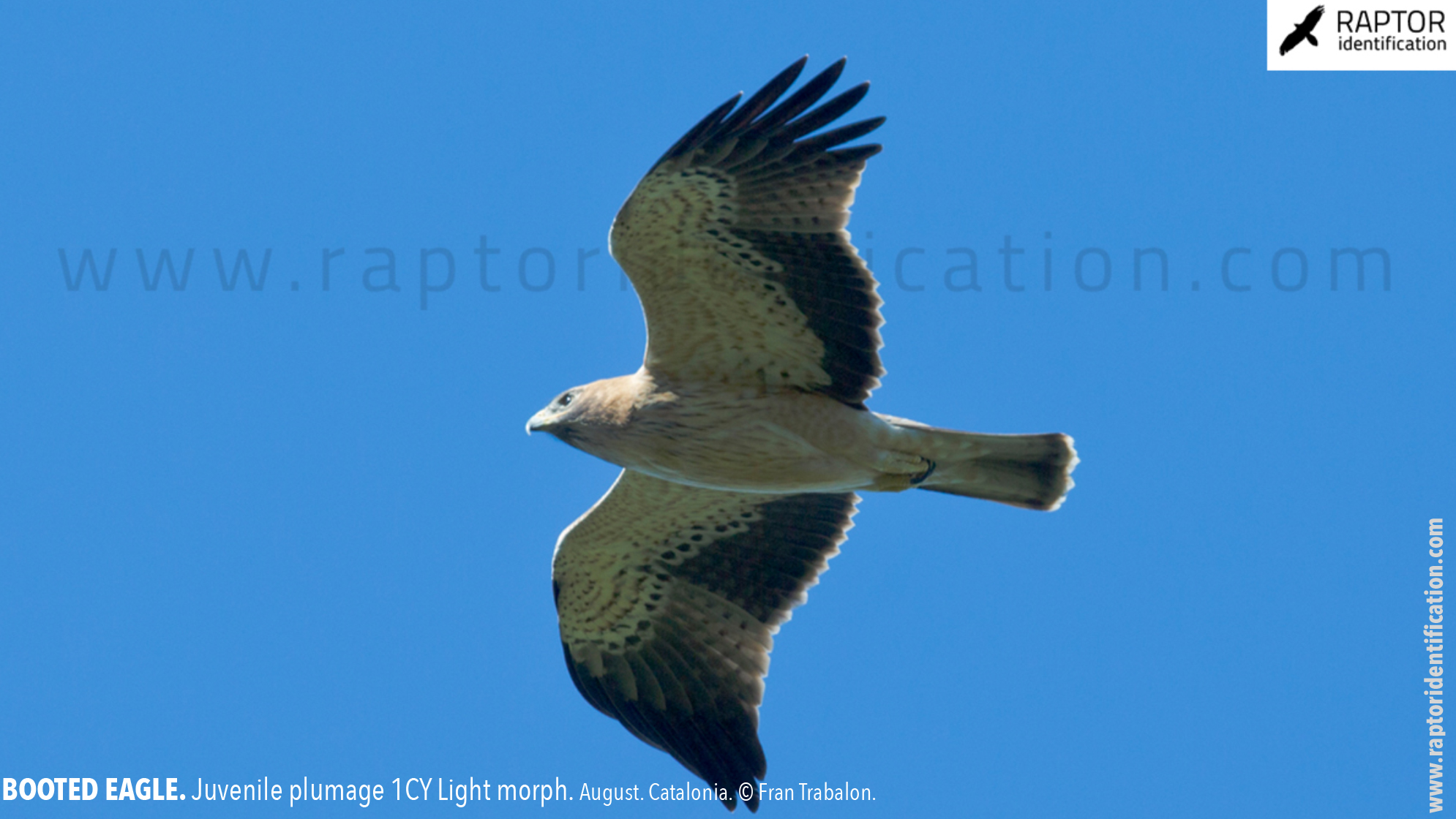 Booted-Eagle-Juvenile-plumage-identification