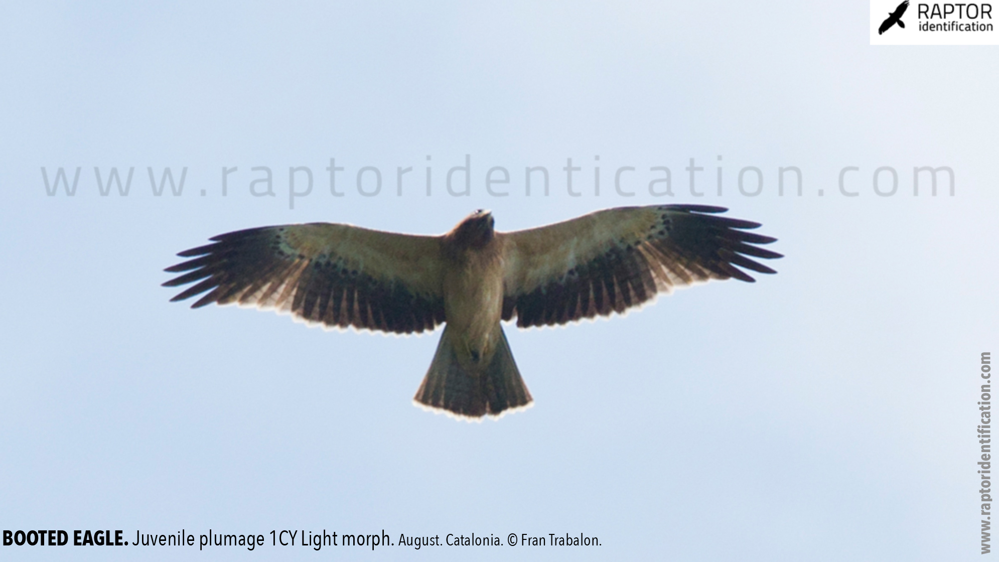 Booted-Eagle-Juvenile-plumage-identification