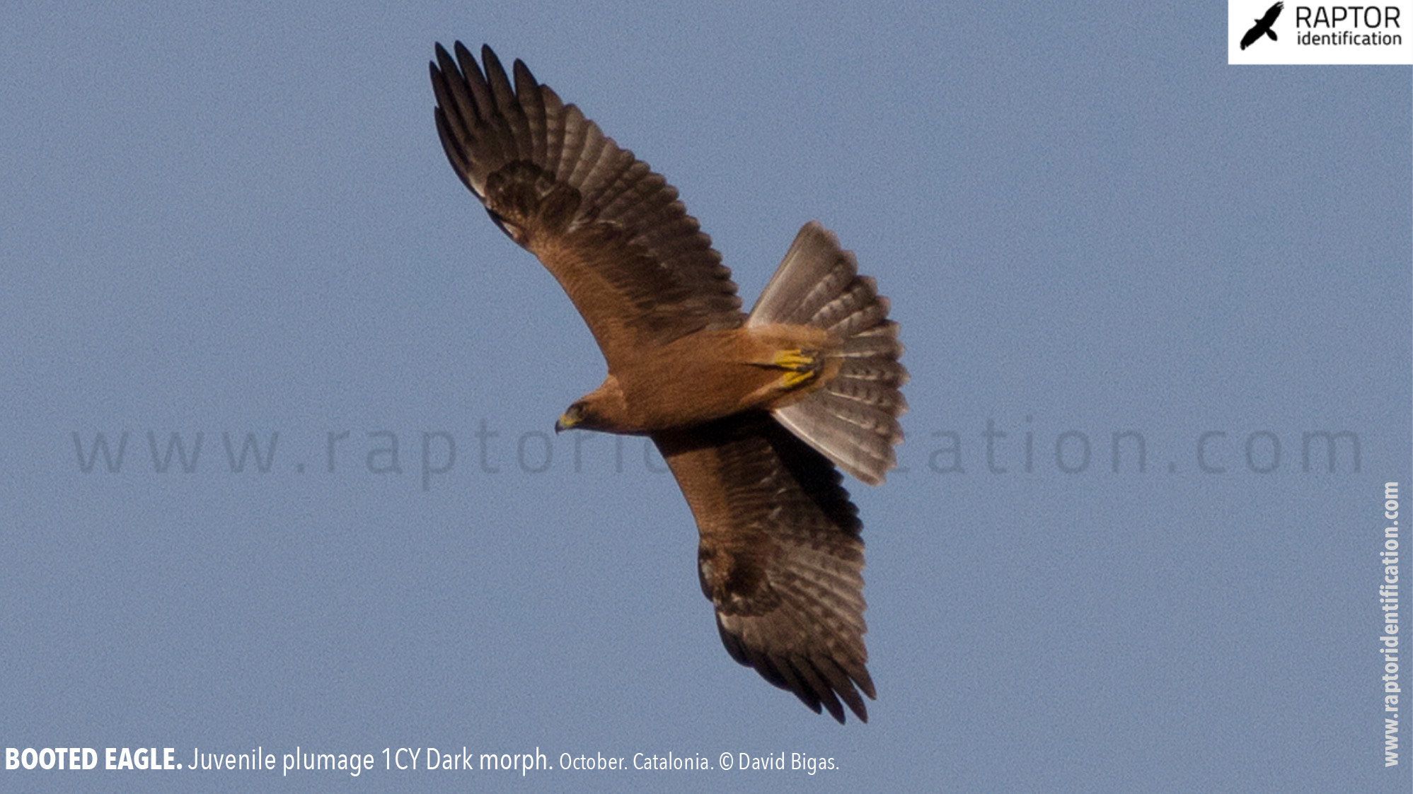 Booted-Eagle-Juvenile-plumage-dark-morph-identification