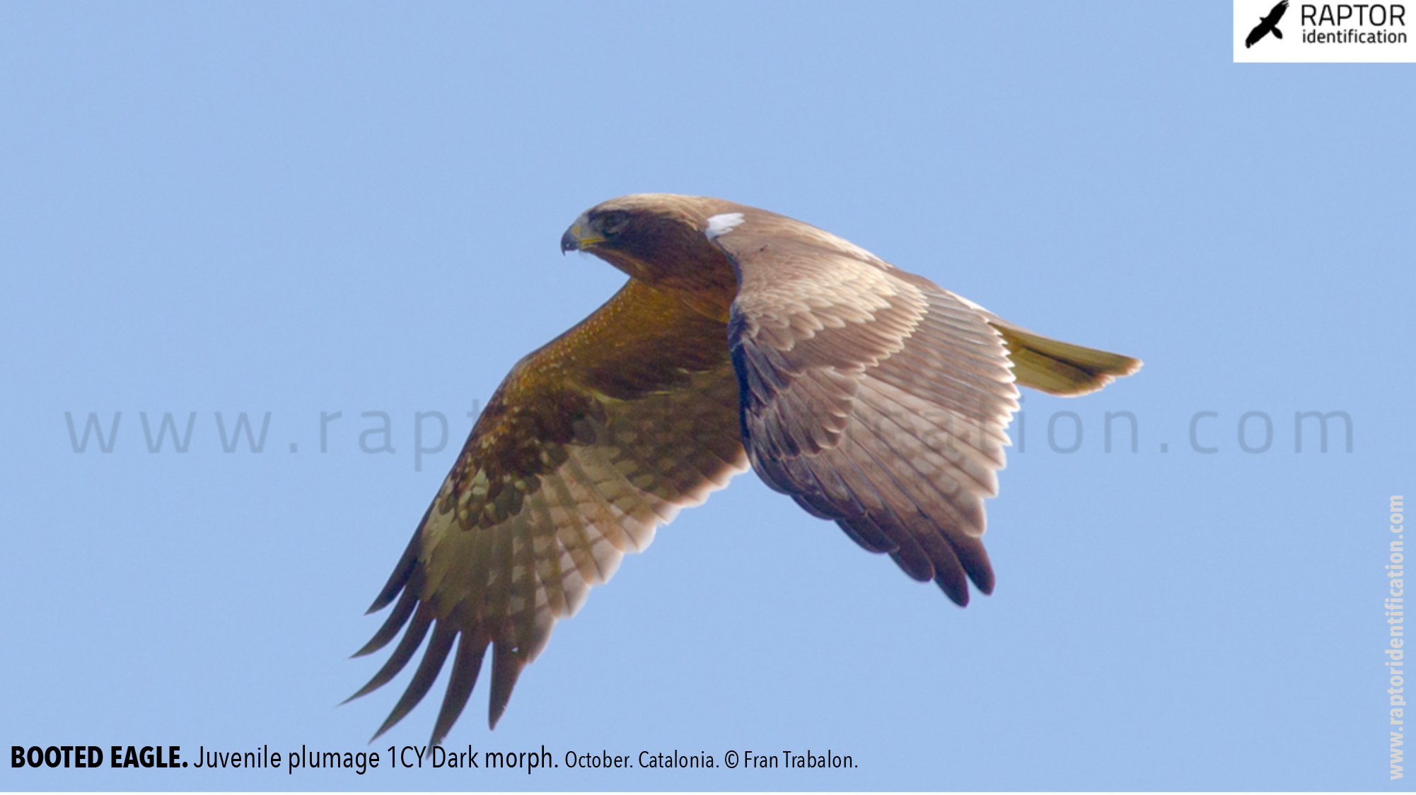 Booted-Eagle-Juvenile-plumage-dark-morph-identification