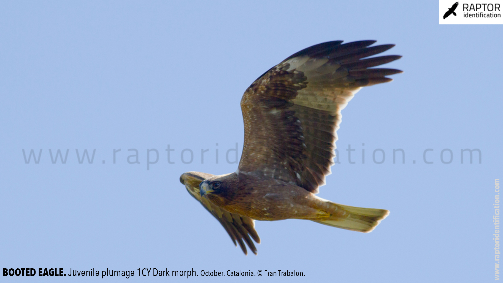 Booted-Eagle-Juvenile-plumage-dark-morph-identification