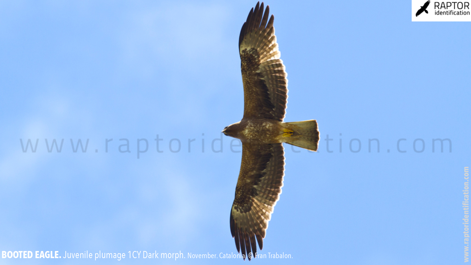 Booted-Eagle-Juvenile-plumage-dark-morph-identification