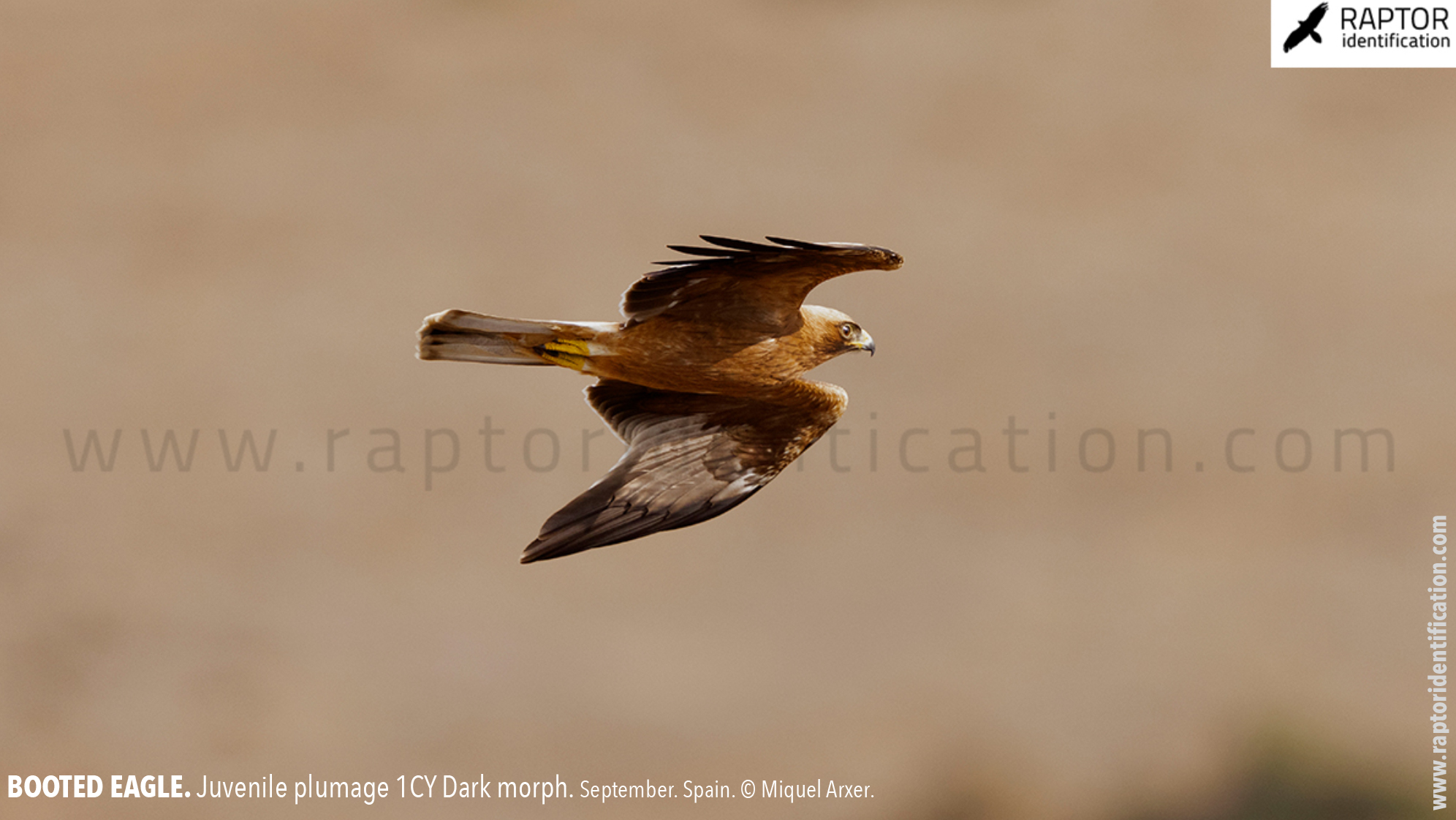 Booted-Eagle-Juvenile-plumage-dark-morph-identification