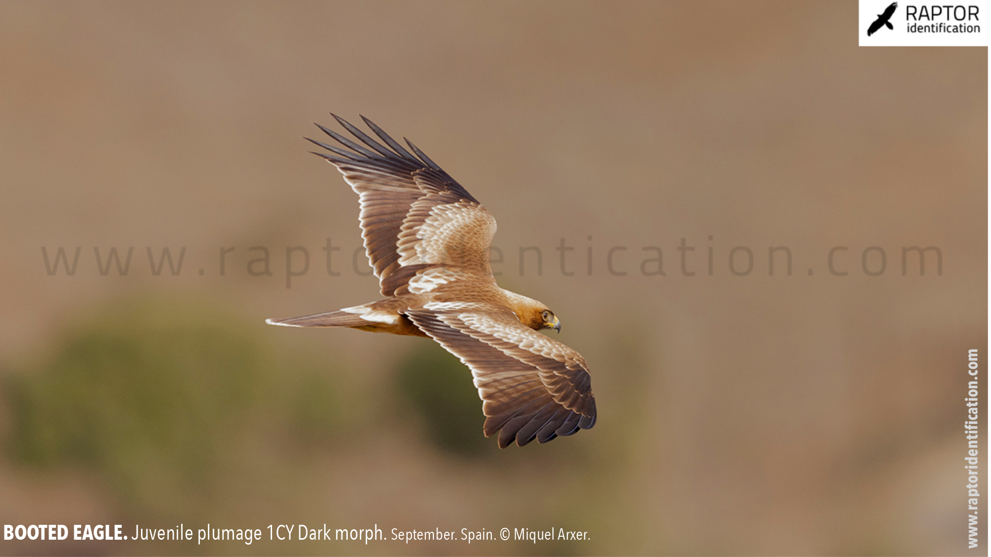 Booted-Eagle-Juvenile-plumage-dark-morph-identification