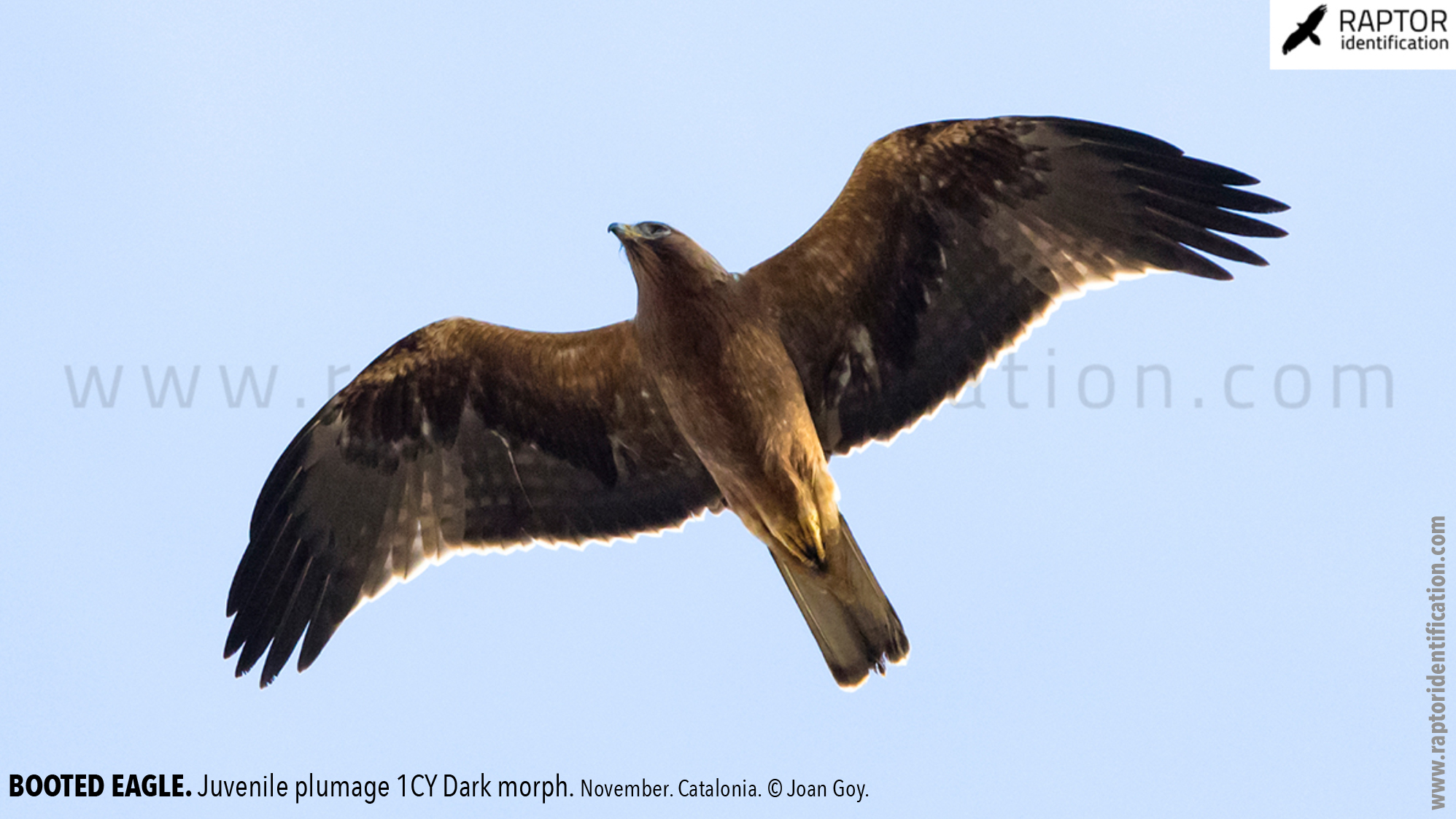 Booted-Eagle-Juvenile-plumage-dark-morph-identification