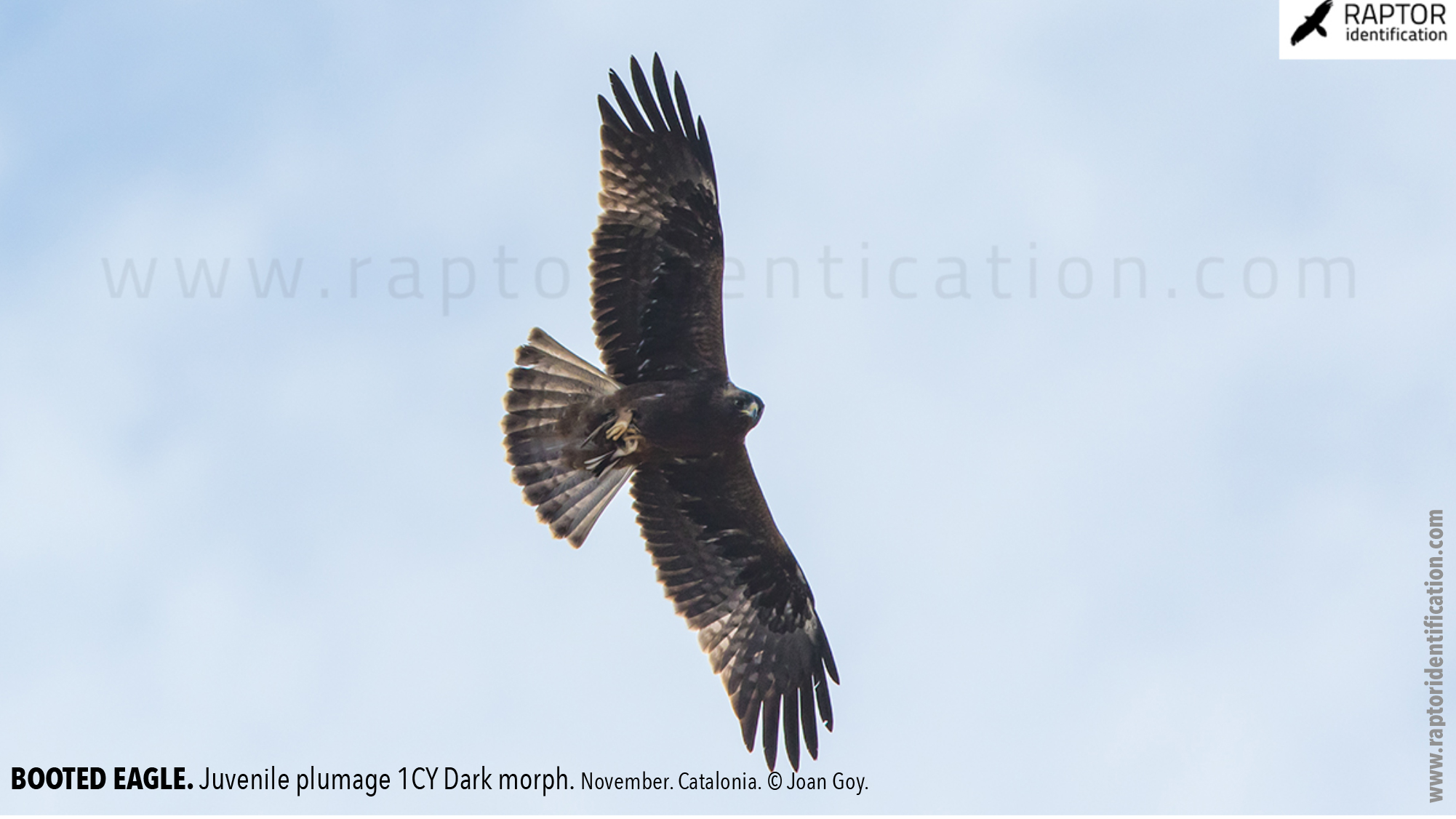 Booted-Eagle-Juvenile-plumage-dark-morph-identification