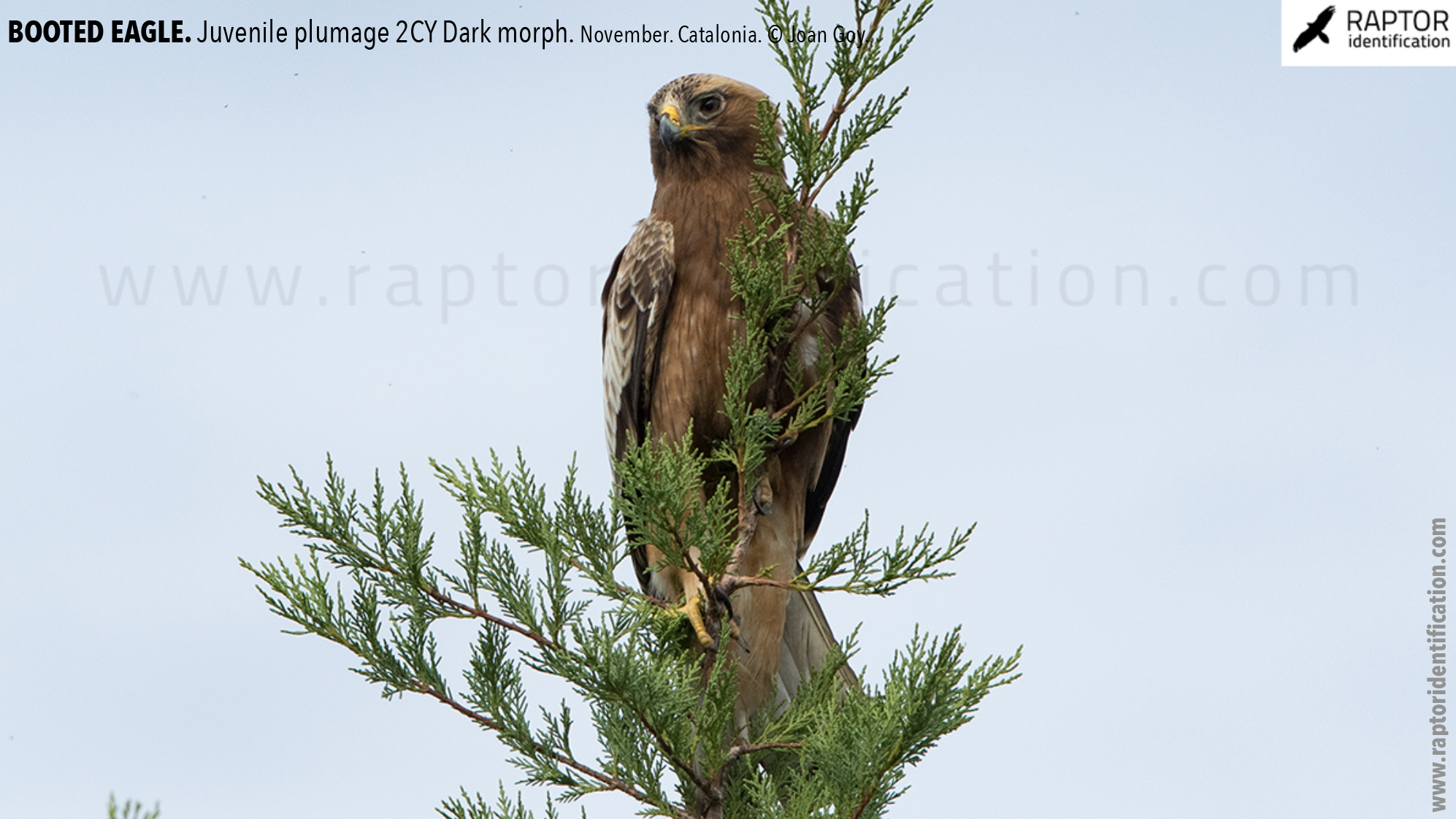 Booted-Eagle-Juvenile-plumage-dark-morph-identification