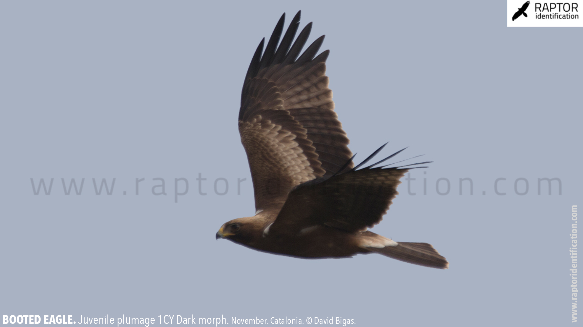 Booted-Eagle-Juvenile-plumage-dark-morph-identification