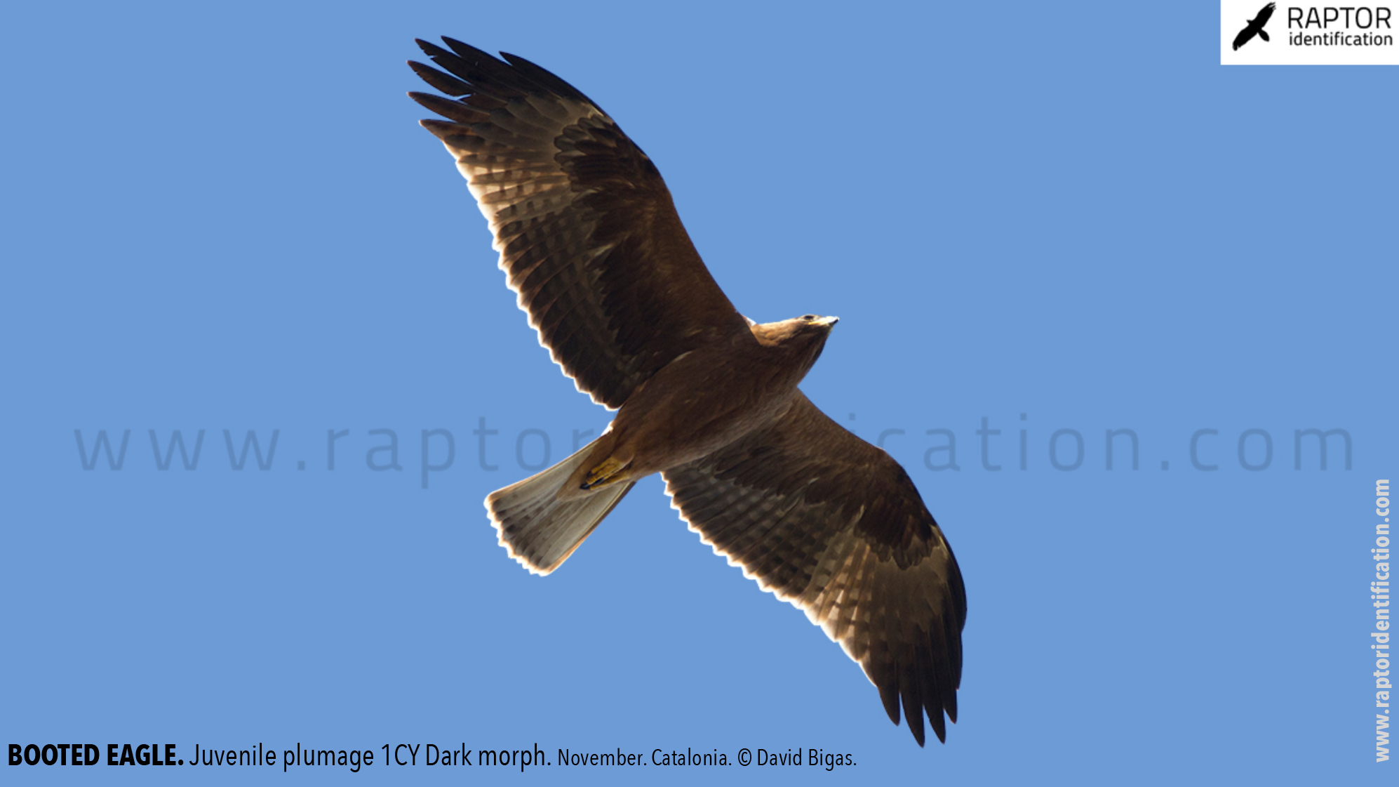 Booted-Eagle-Juvenile-plumage-dark-morph-identification