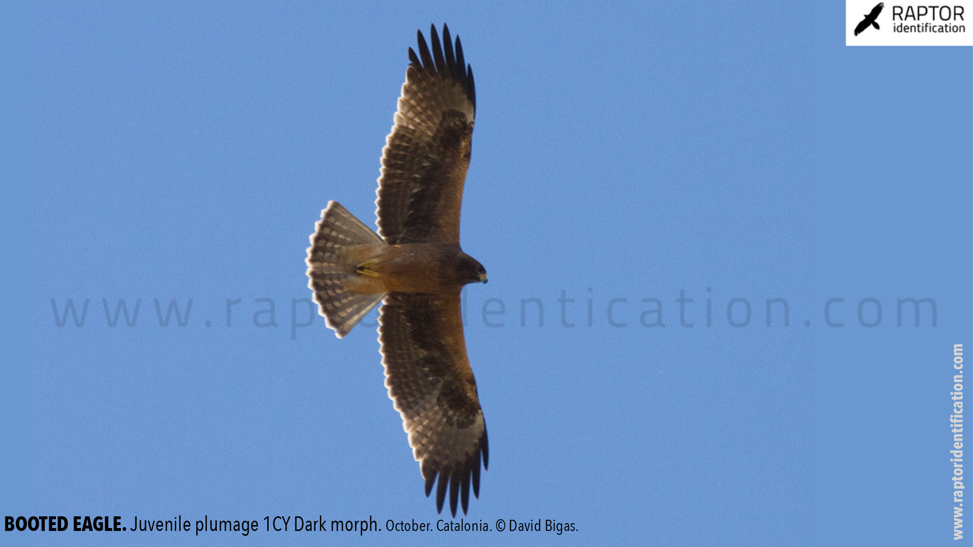 Booted-Eagle-Juvenile-plumage-dark-morph-identification