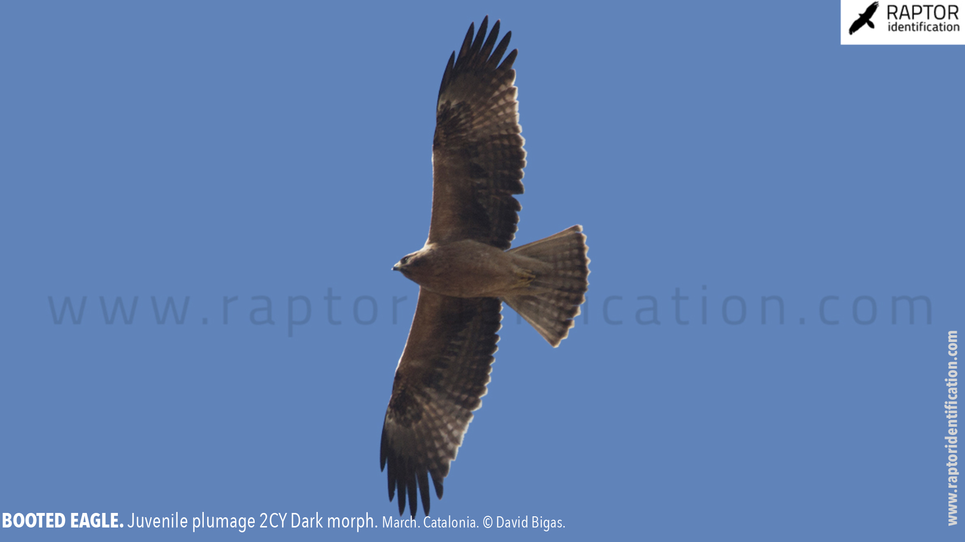 Booted-Eagle-Juvenile-plumage-dark-morph-identification