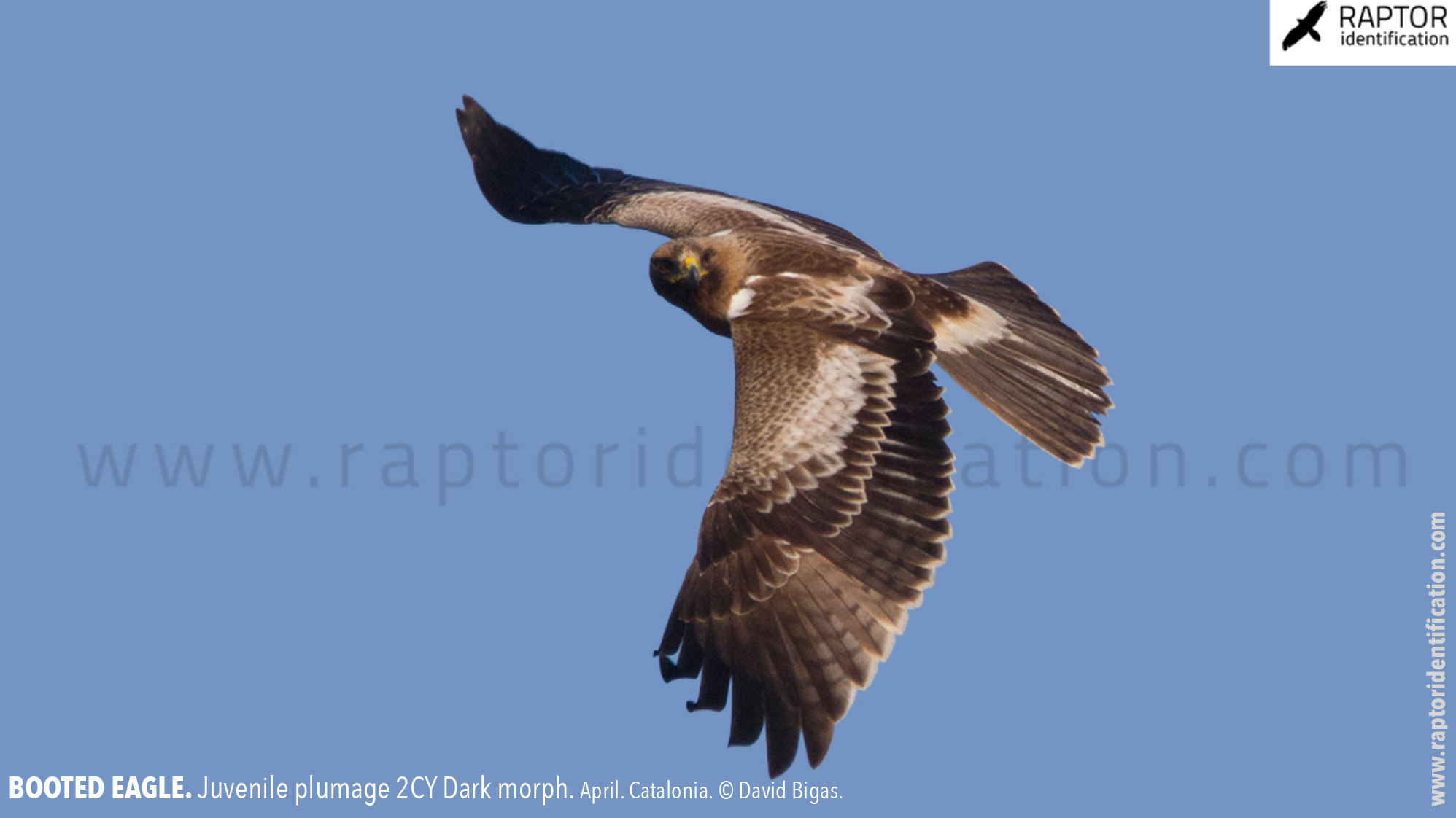 Booted-Eagle-Juvenile-plumage-dark-morph-identification