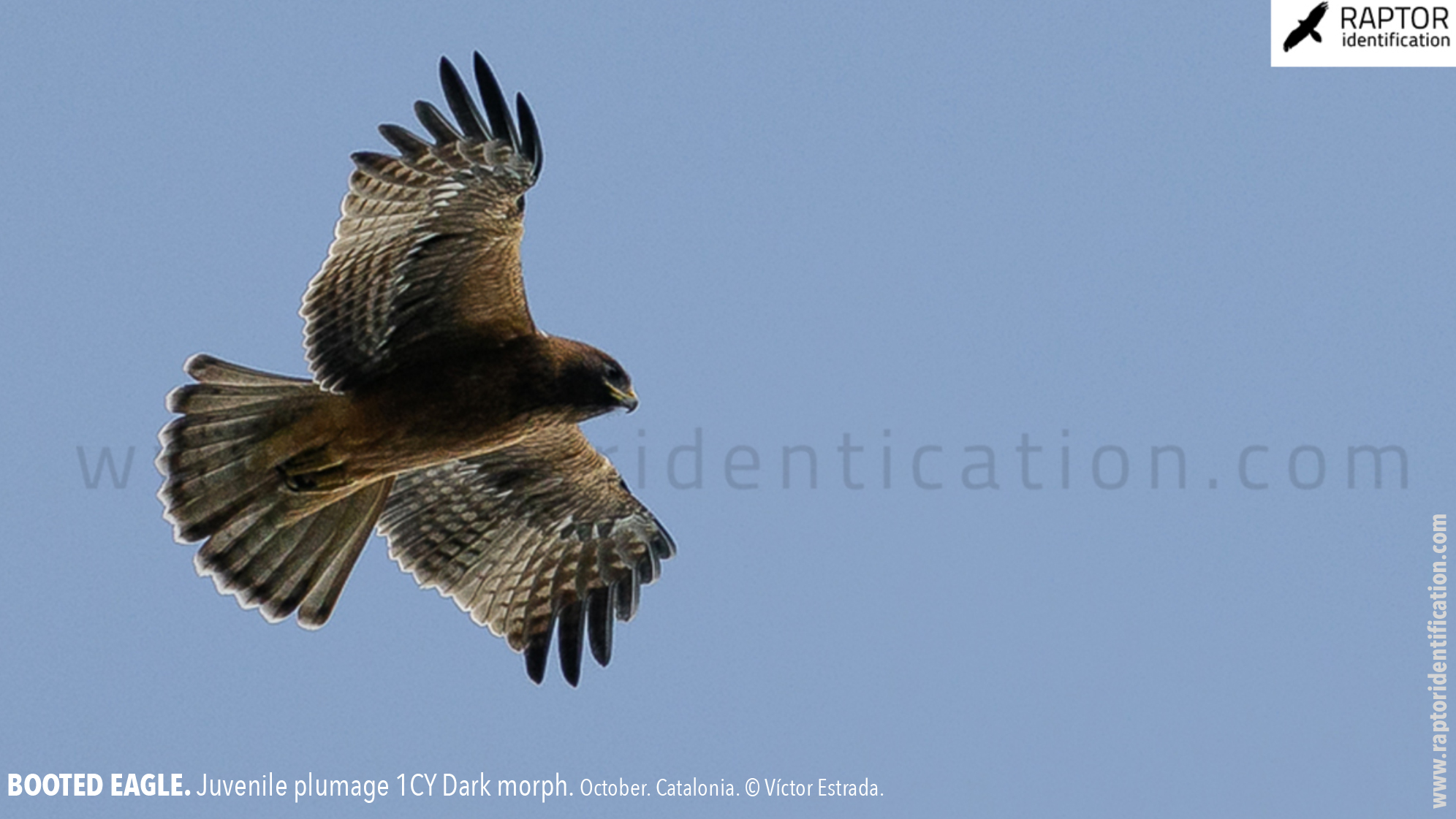 Booted-Eagle-Juvenile-plumage-dark-morph-identification