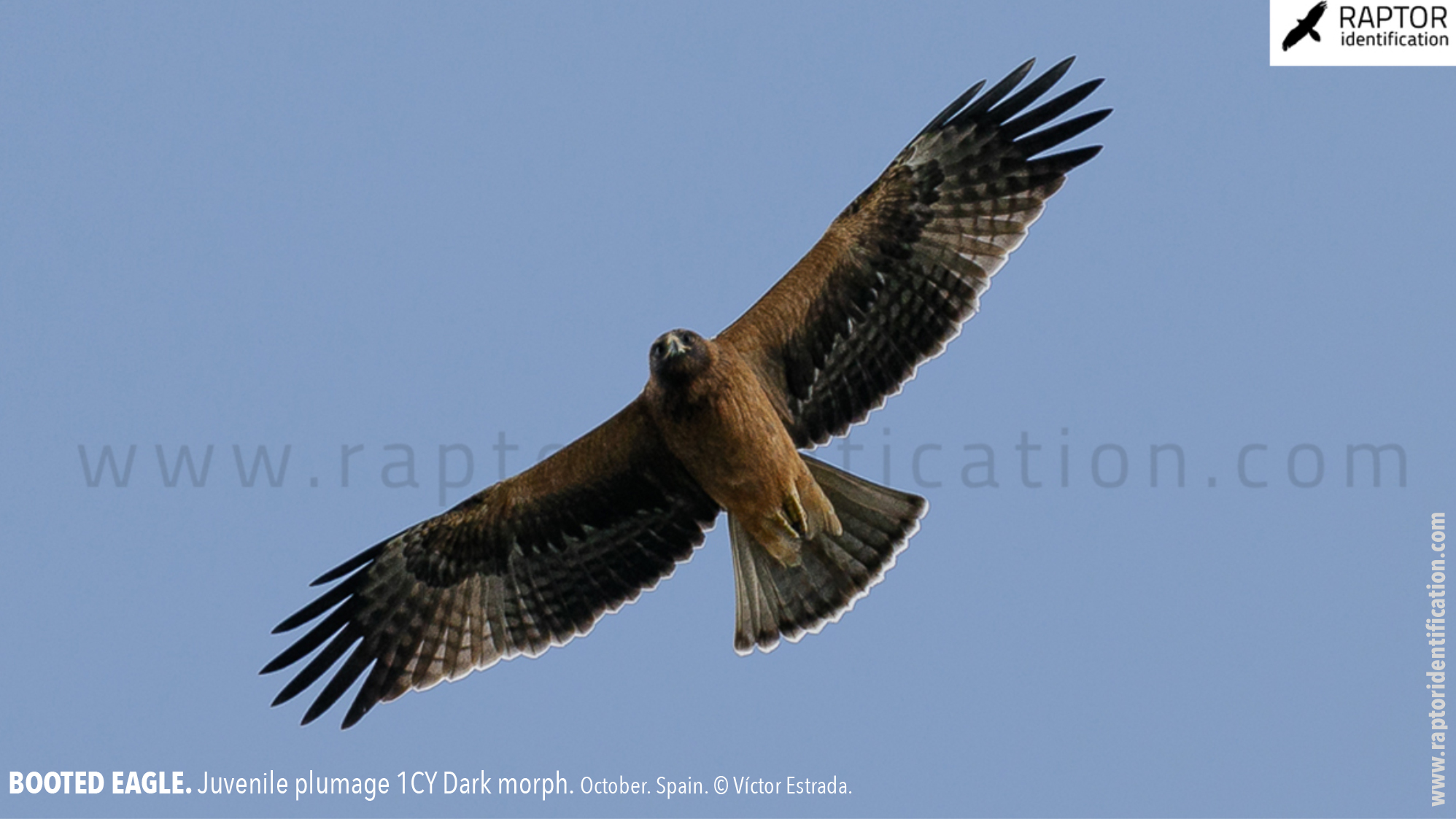 Booted-Eagle-Juvenile-plumage-dark-morph-identification