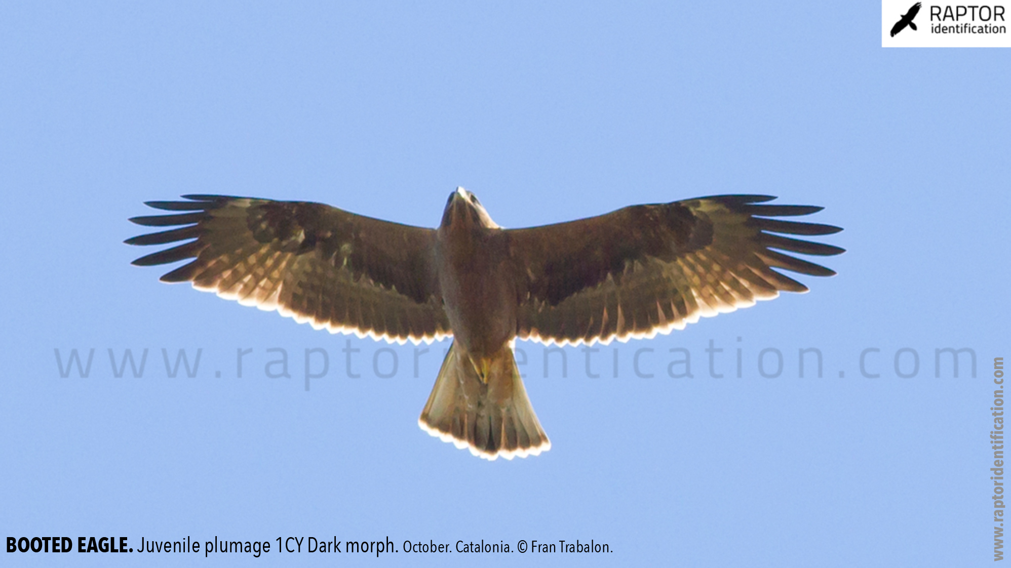 Booted-Eagle-Juvenile-plumage-dark-morph-identification