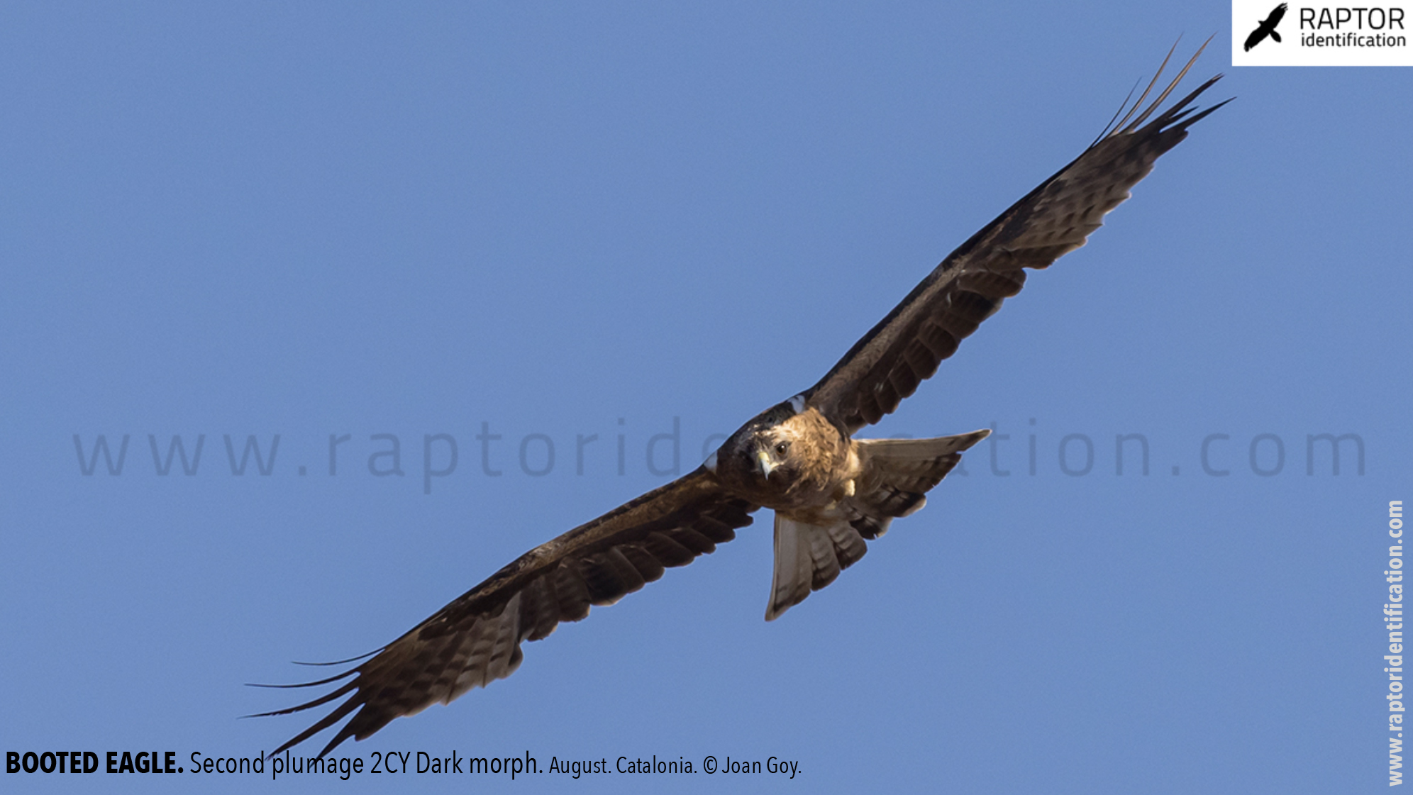 Booted-Eagle-Transitional-plumage-dark-morph-identification