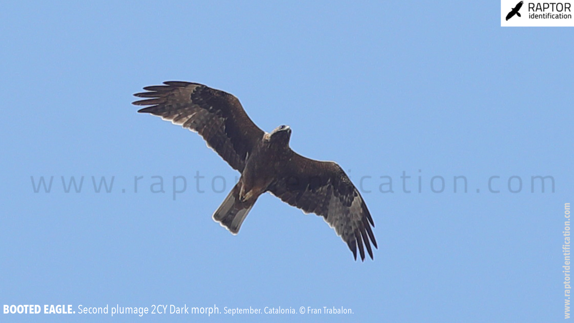 Booted-Eagle-Transitional-plumage-dark-morph-identification