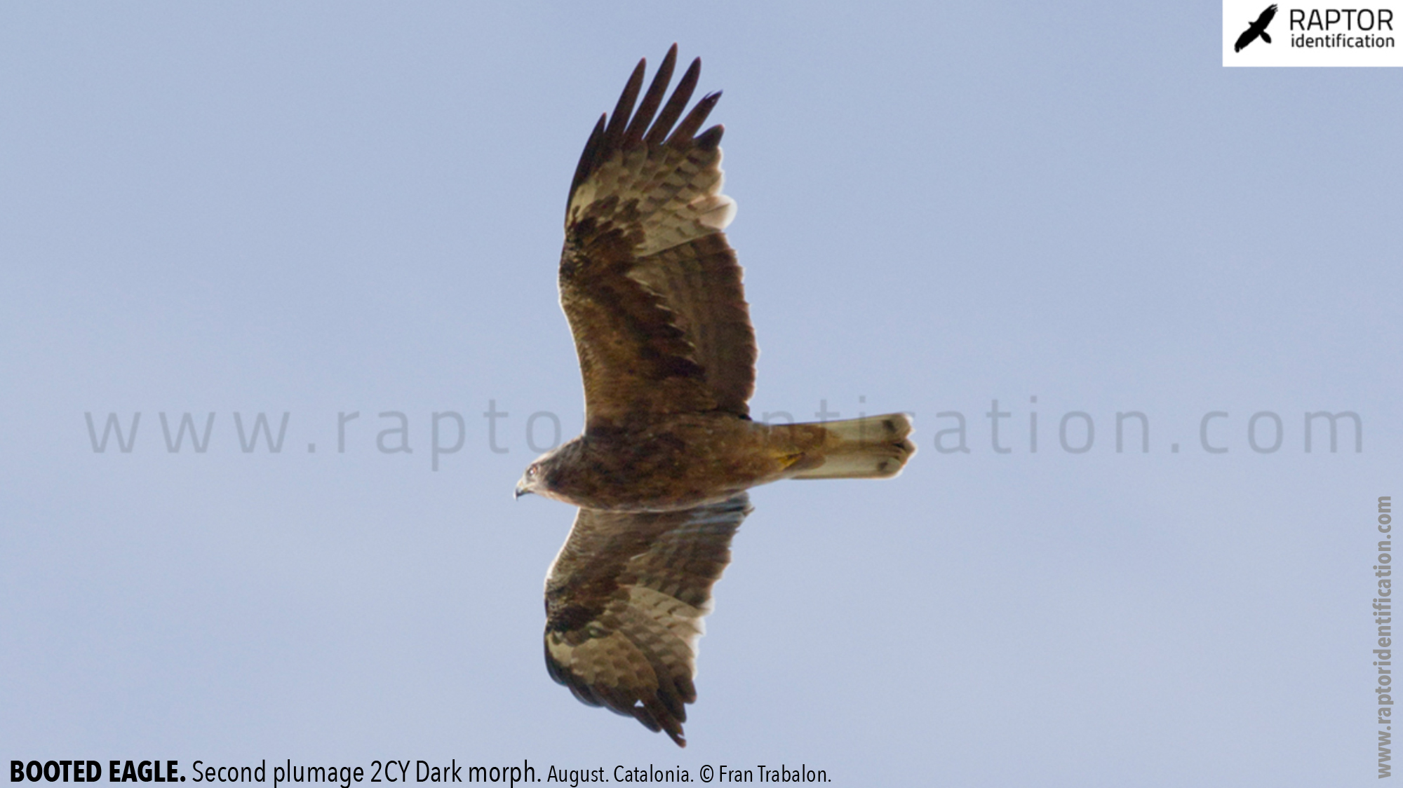 Booted-Eagle-Transitional-plumage-dark-morph-identification