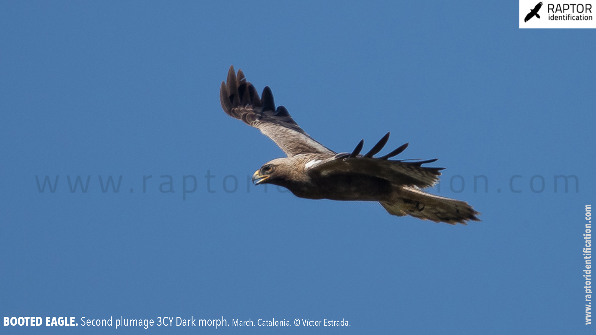 Booted-Eagle-Transitional-plumage-dark-morph-identification