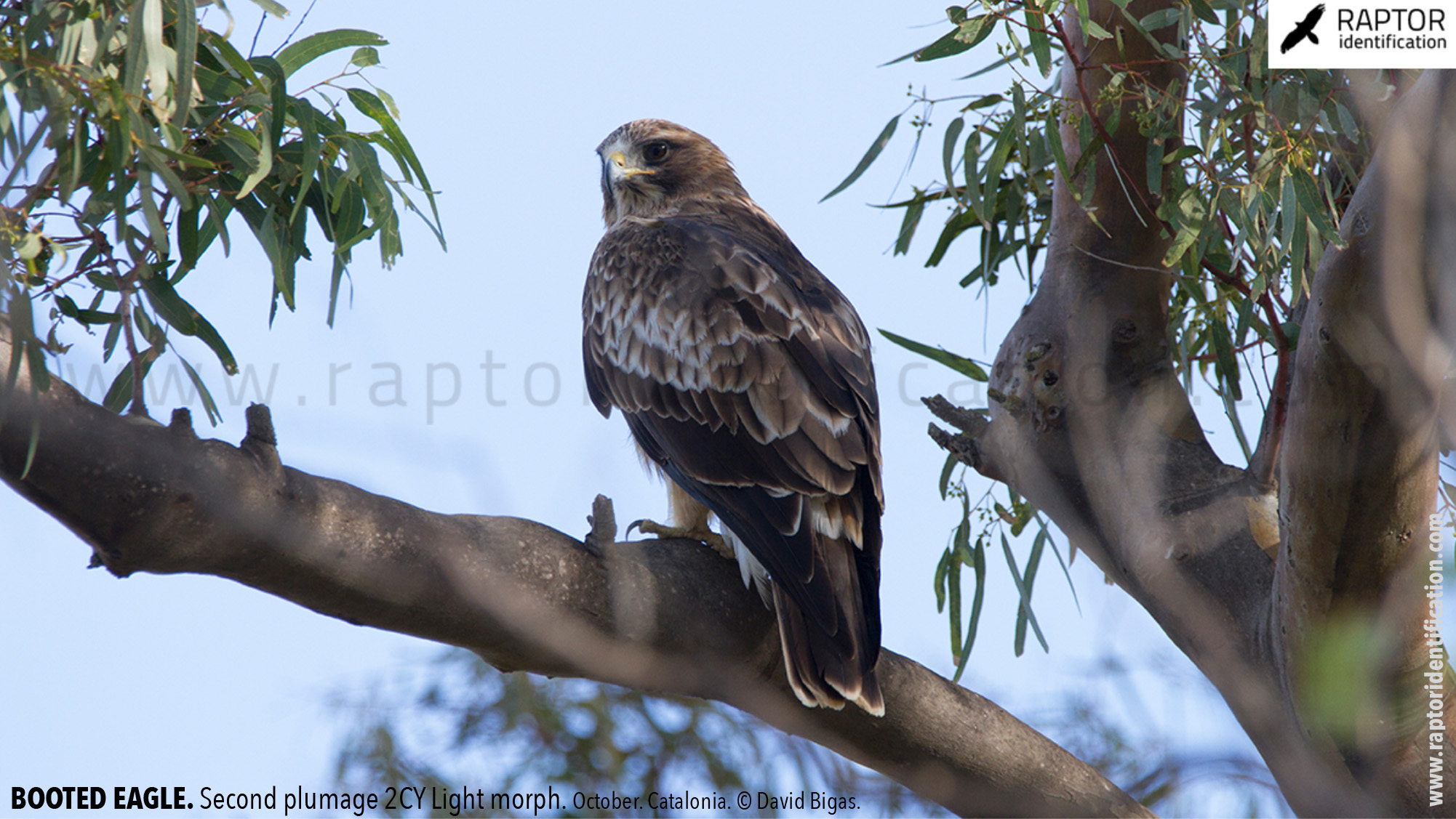 Booted-Eagle-Transitional-plumage-light-morph-identification
