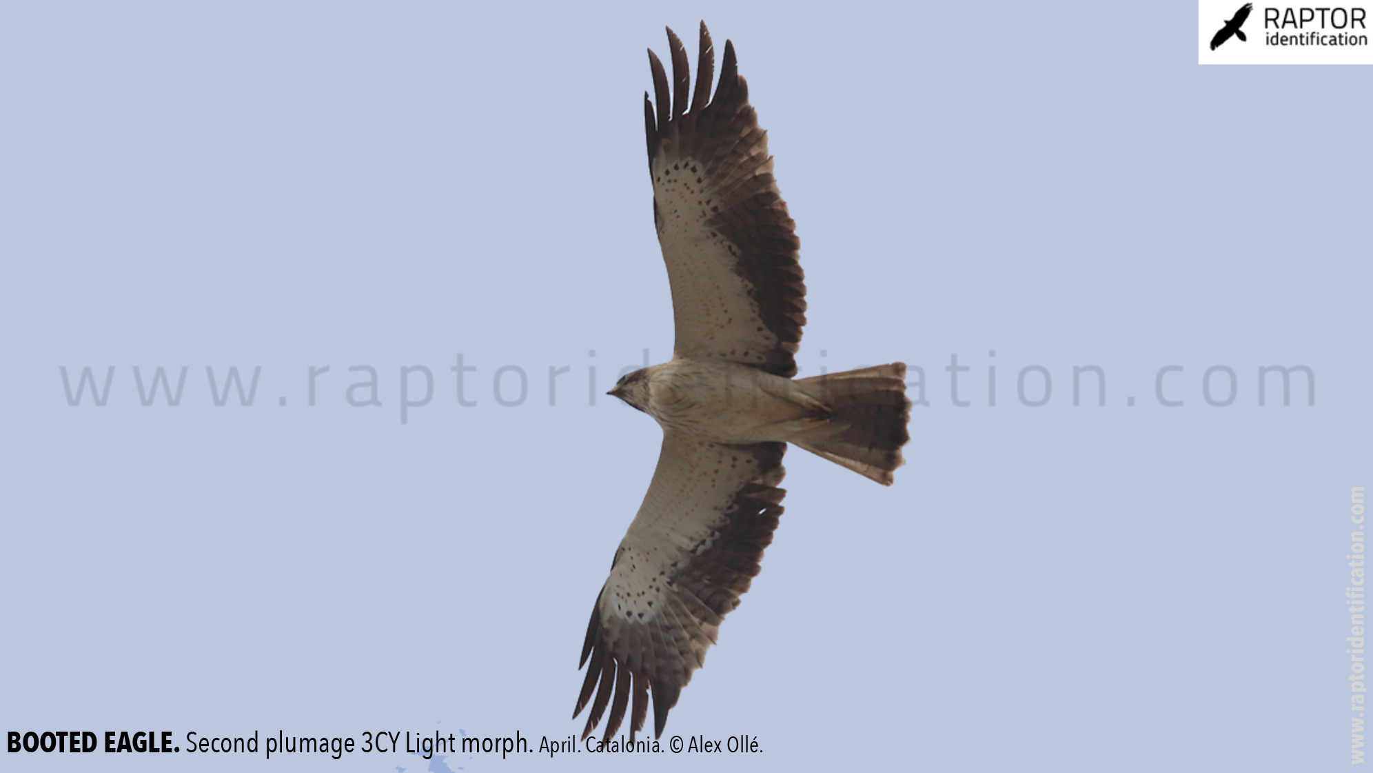 Booted-Eagle-Transitional-plumage-light-morph-identification