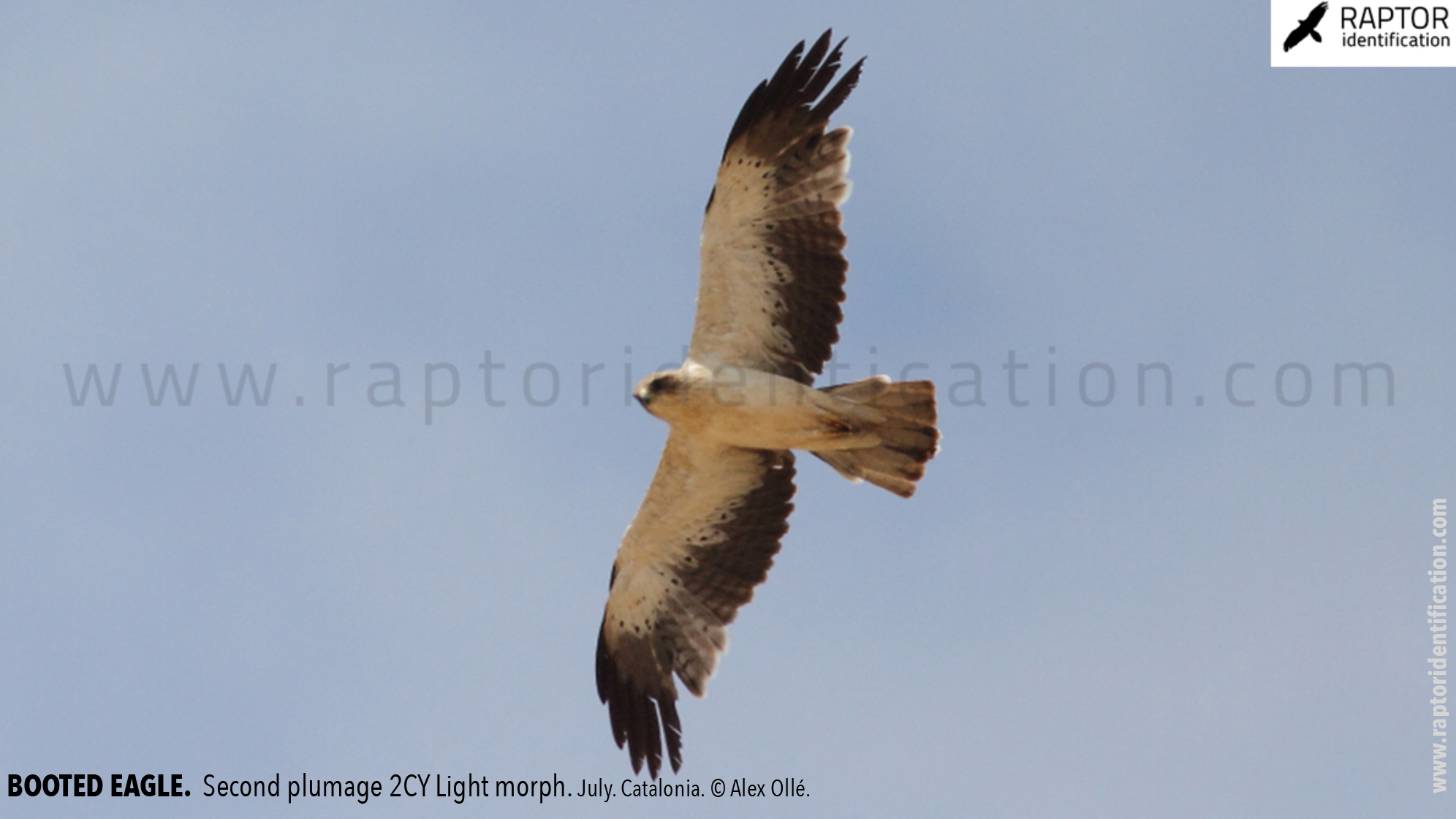 Booted-Eagle-Transitional-plumage-light-morph-identification