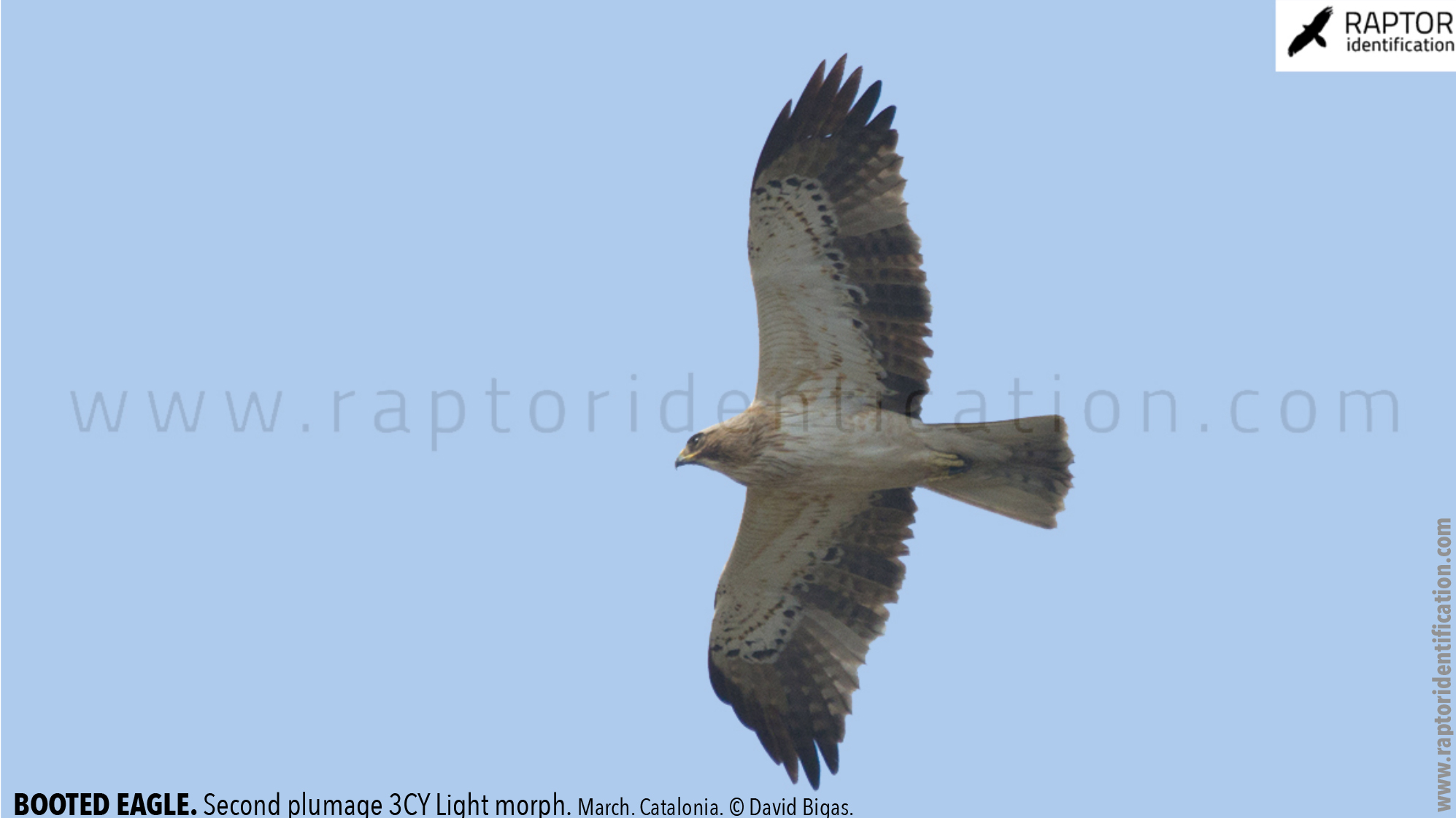 Booted-Eagle-Transitional-plumage-light-morph-identification