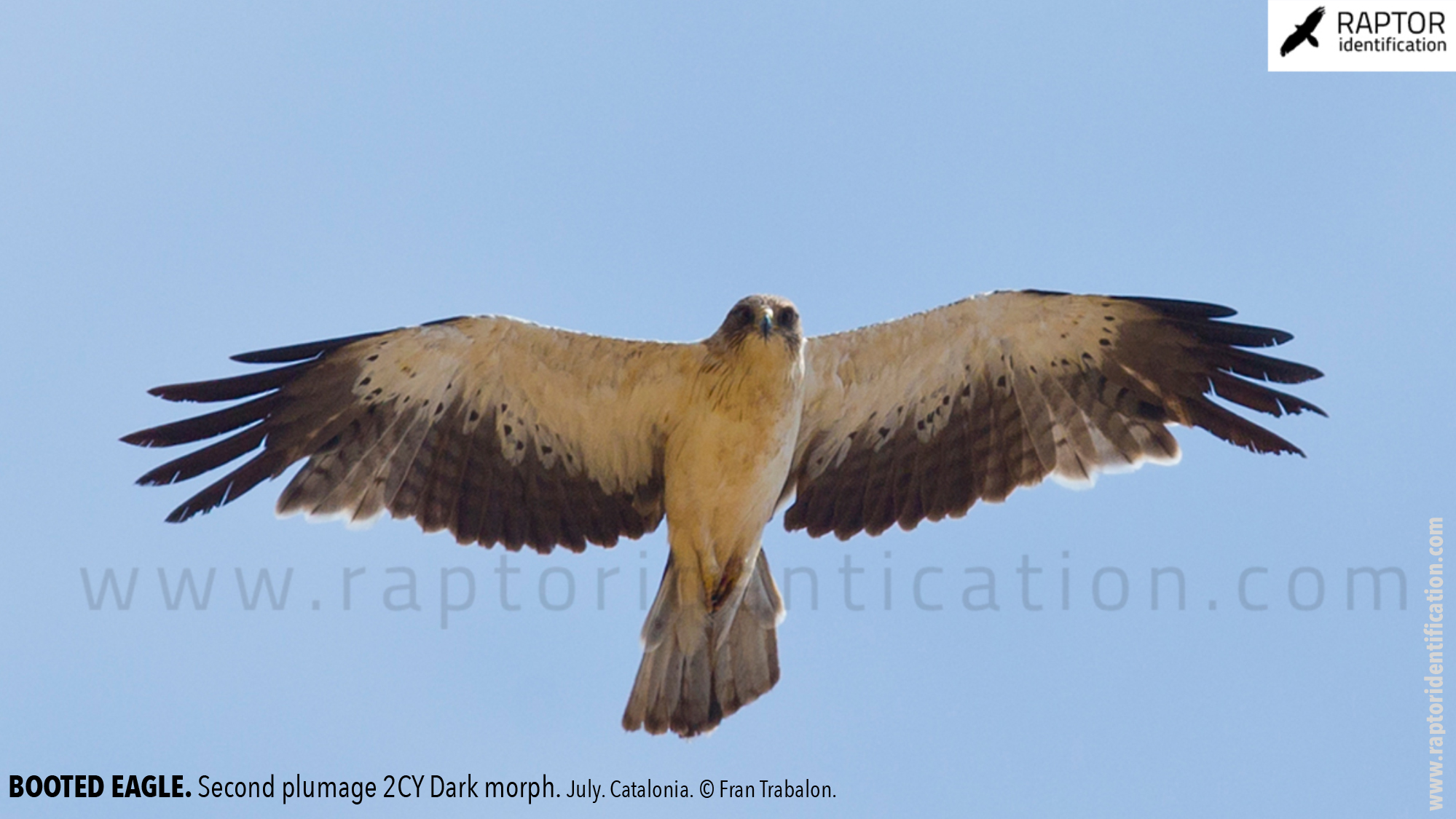 Booted-Eagle-Transitional-plumage-light-morph-identification